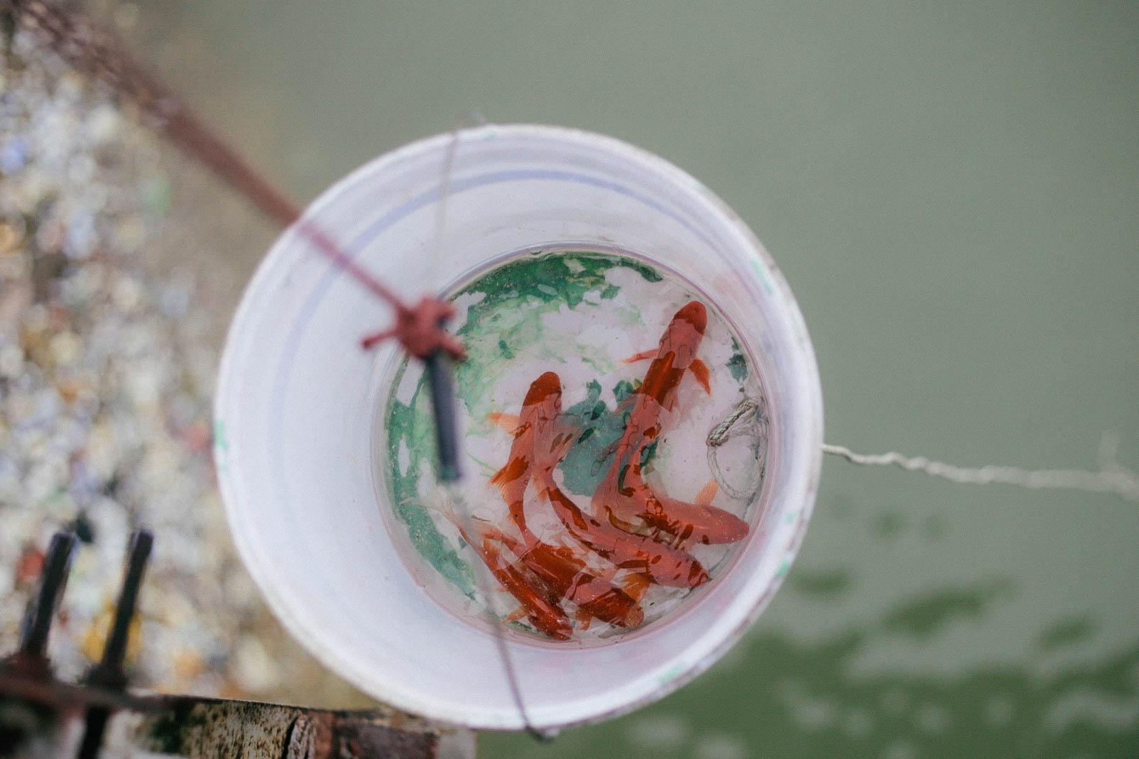 thả cá chép ngày ông Táo ảnh 7 tha ca chep ngay ong Tao anh 7