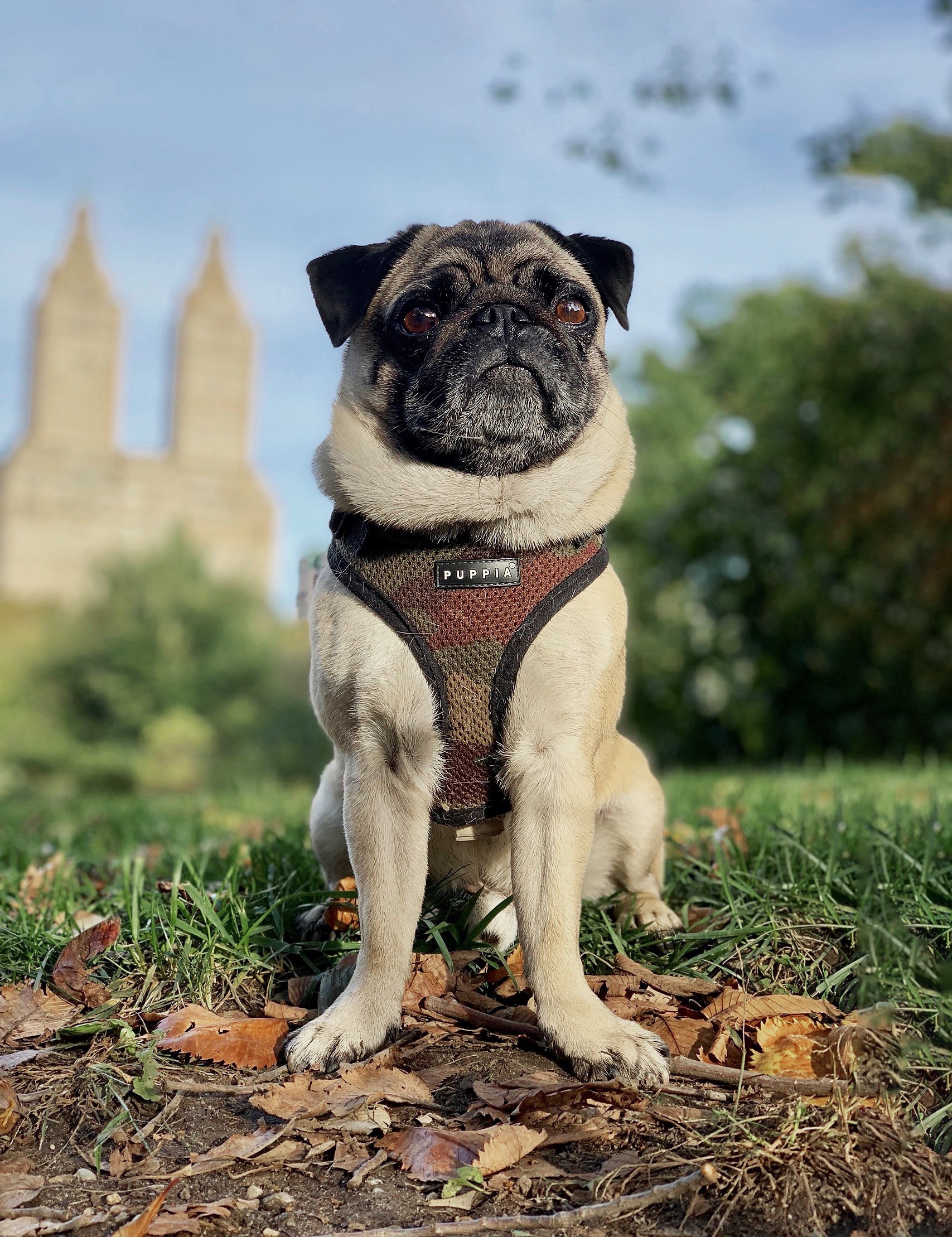 nan trom cho o Anh anh 3