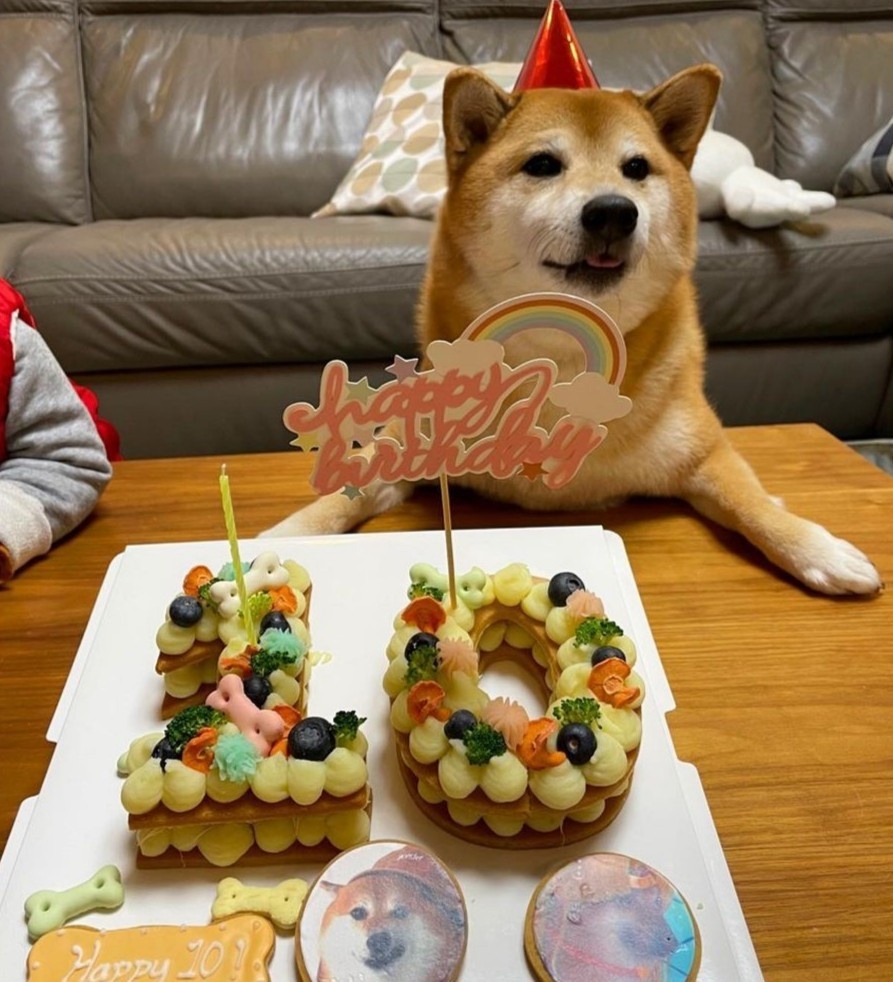 meme cheems là gì ảnh 7 meme cheems la gi anh 7