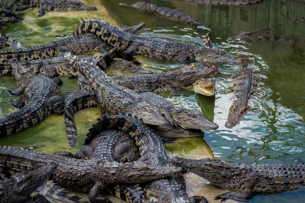 thu vui cua cac ty phu anh 7