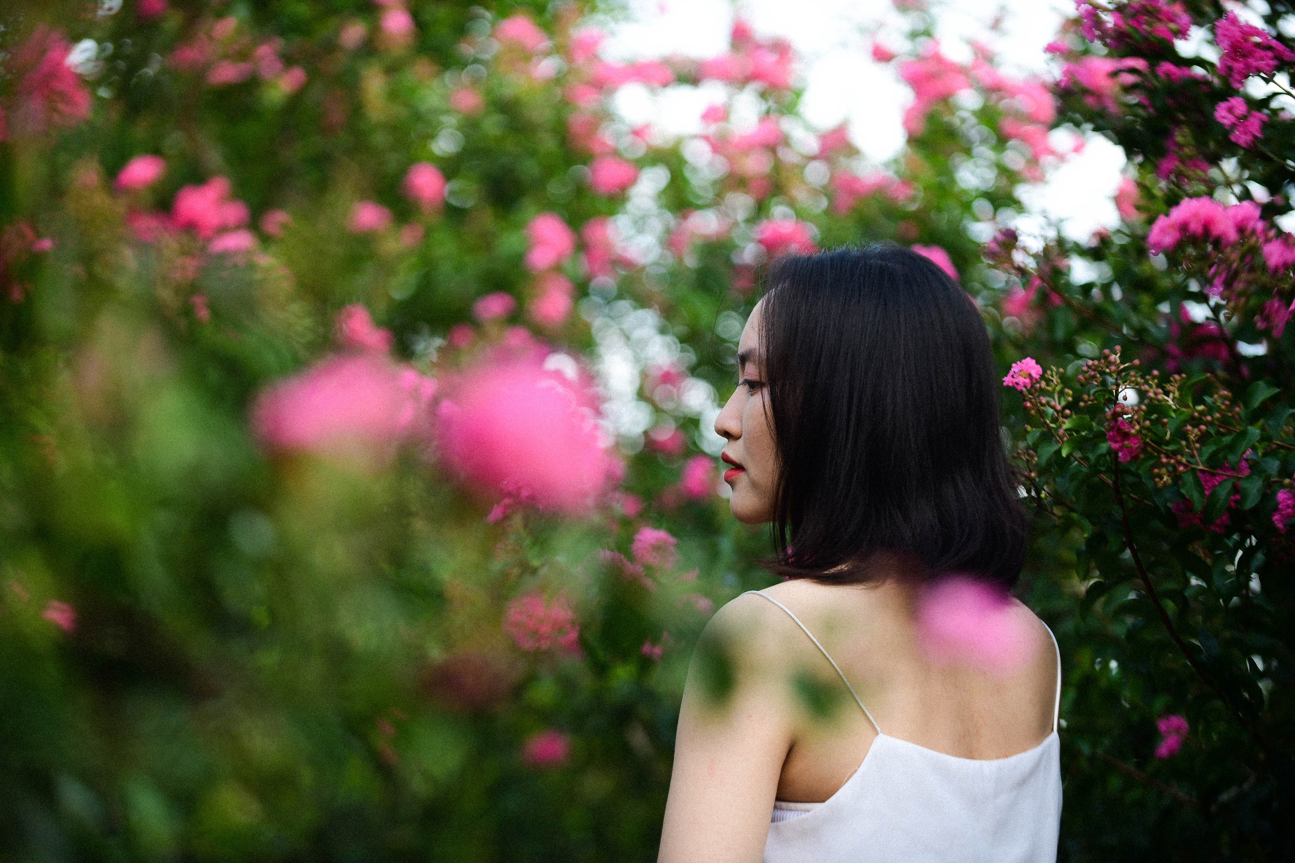 con đường hoa tường vi Hà Nội ảnh 5 con duong hoa tuong vi Ha Noi anh 5