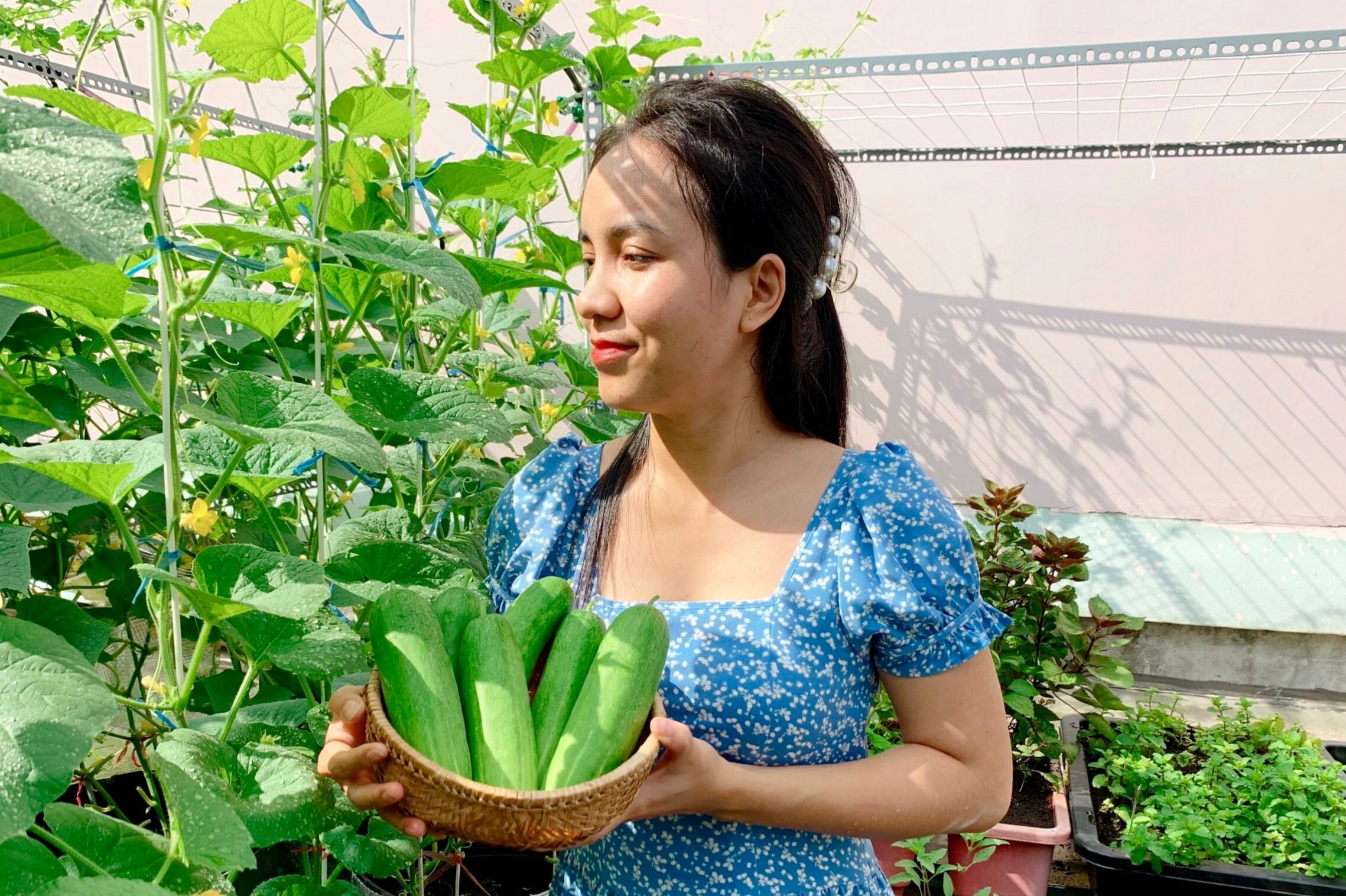 Dan TP.HCM tan dung ban cong, san thuong de trong rau hinh anh
