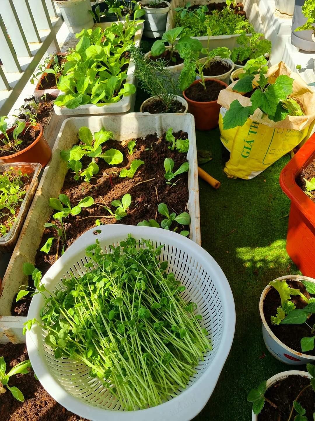 tu trong rau ngoai ban cong anh 3