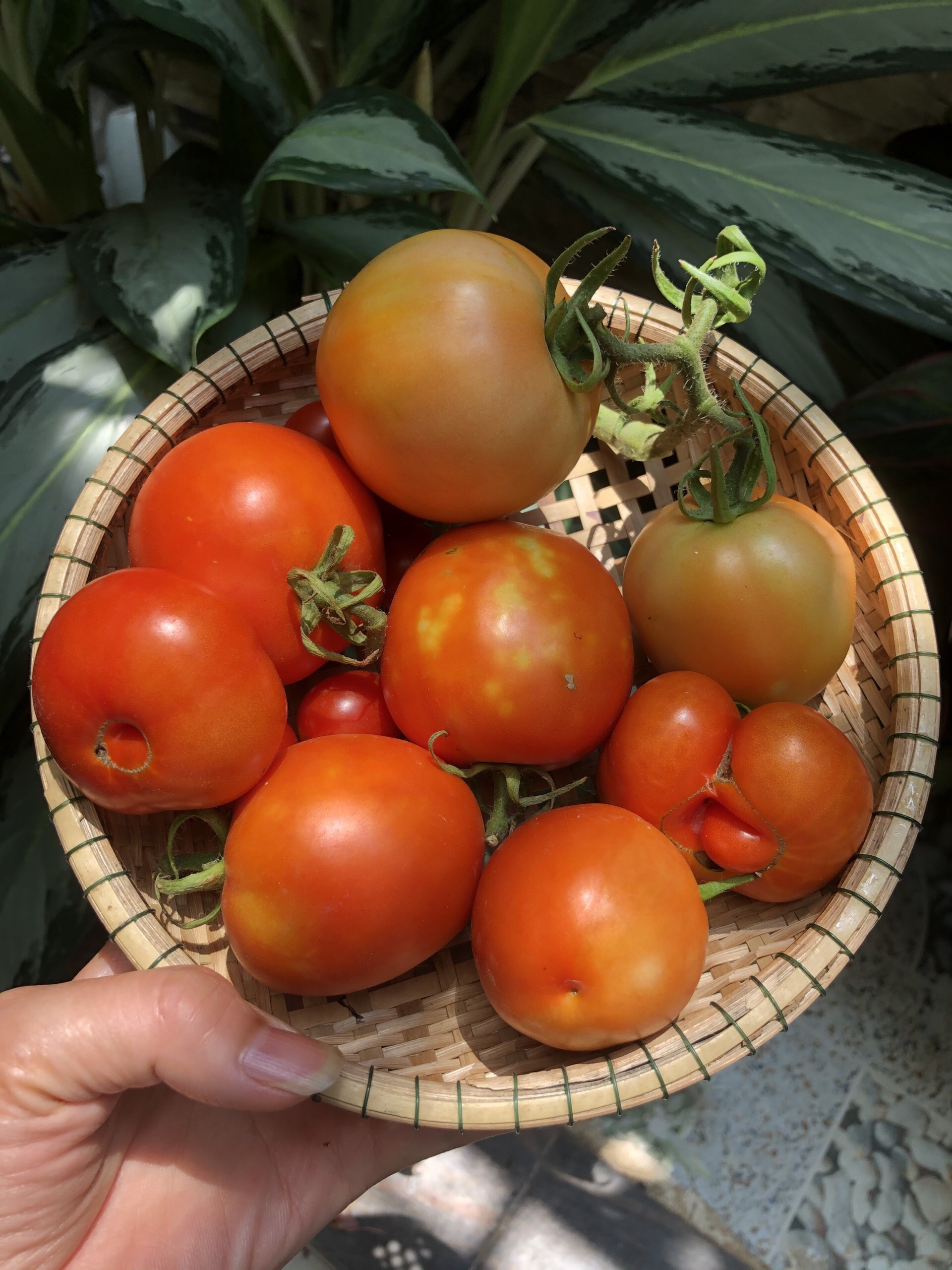 tu trong rau ngoai ban cong anh 8