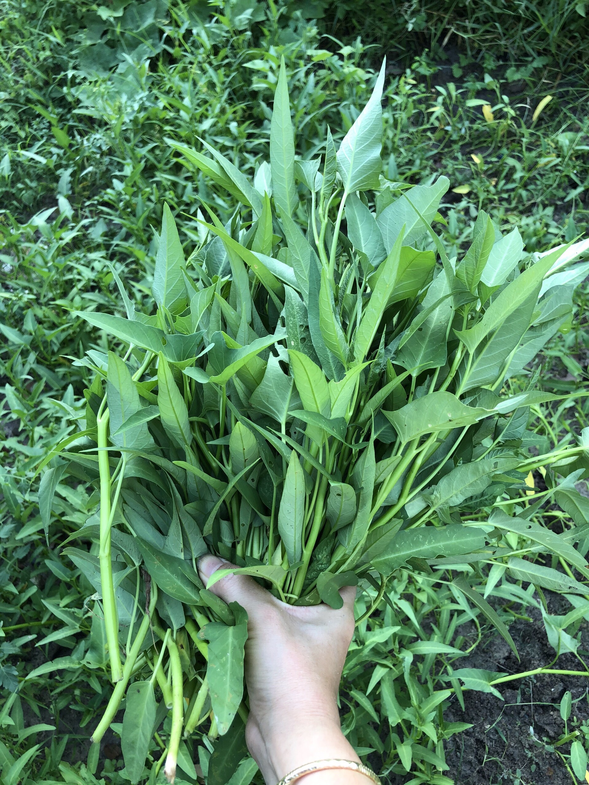 tu trong rau ngoai ban cong anh 6