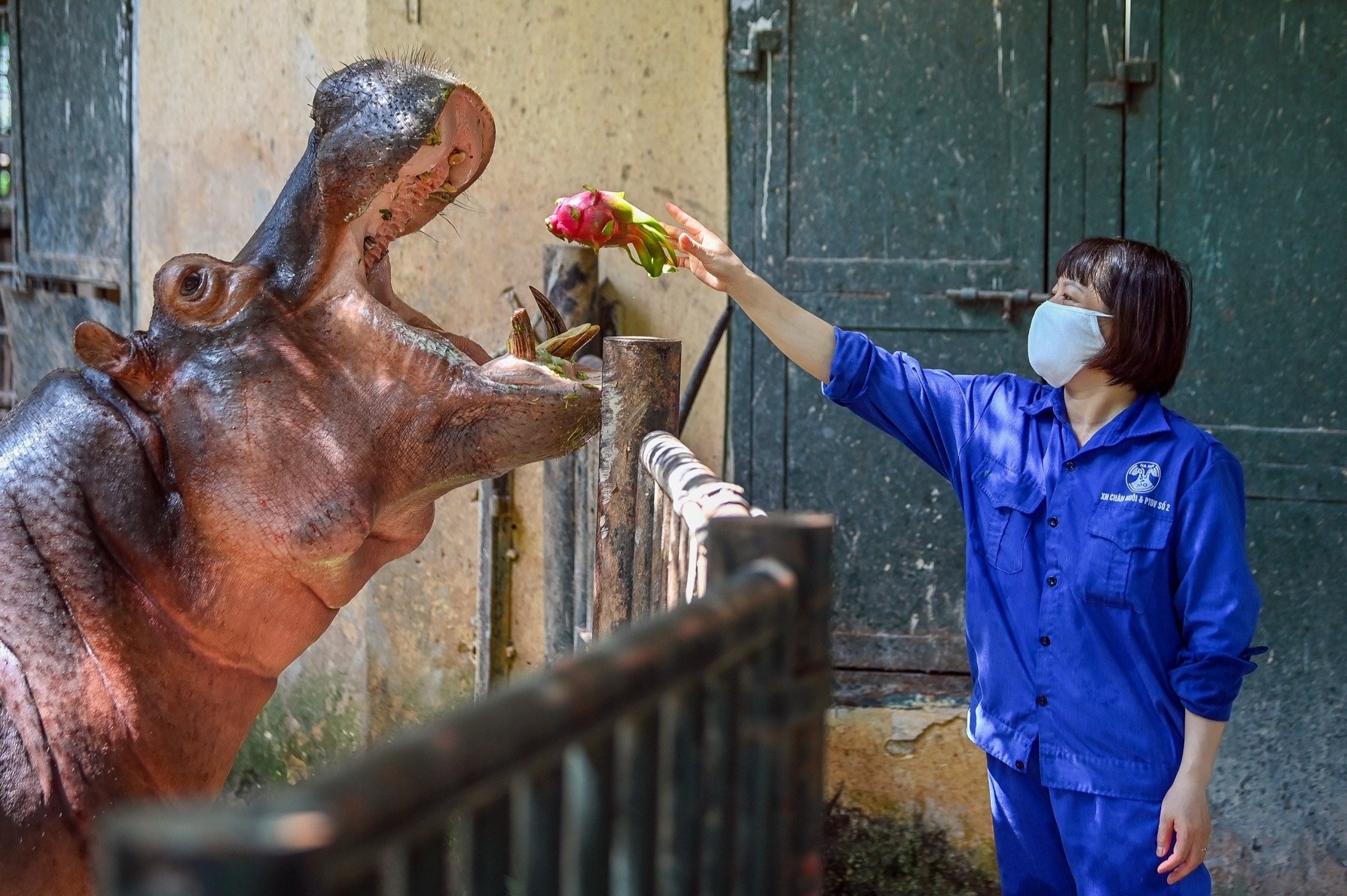 Nhung con thu duoc cham soc dac biet trong dich Covid-19 hinh anh