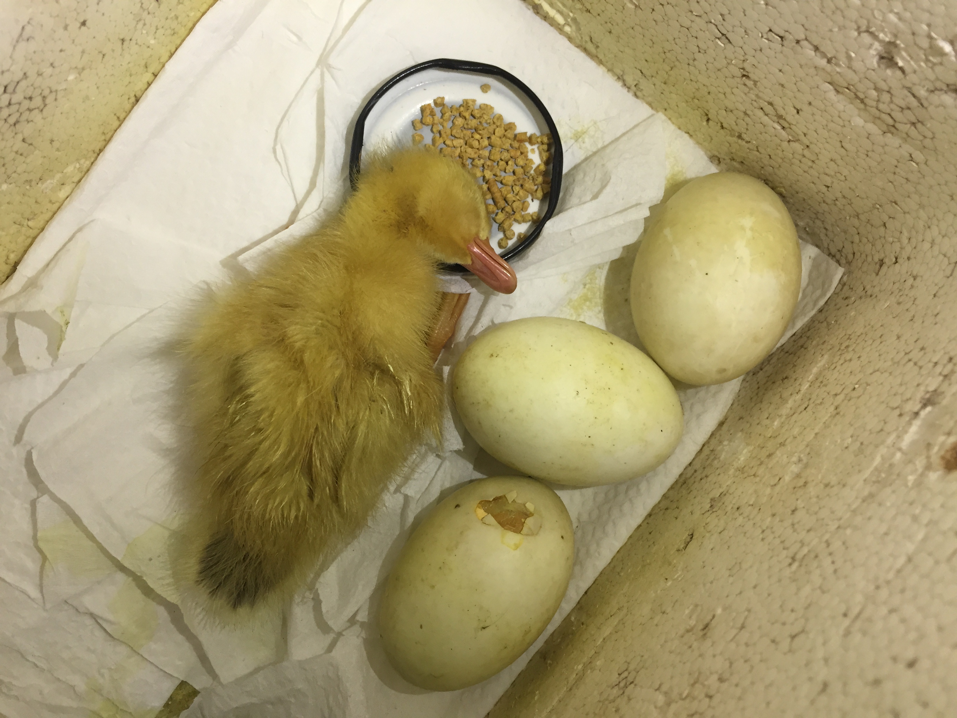 ap trung nuoi vit khi o nha gian cach anh 5