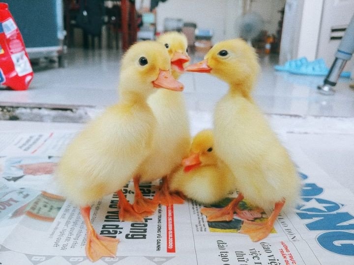 ấp trứng nuôi vịt khi ở nhà giãn cách ảnh 2 ap trung nuoi vit khi o nha gian cach anh 2