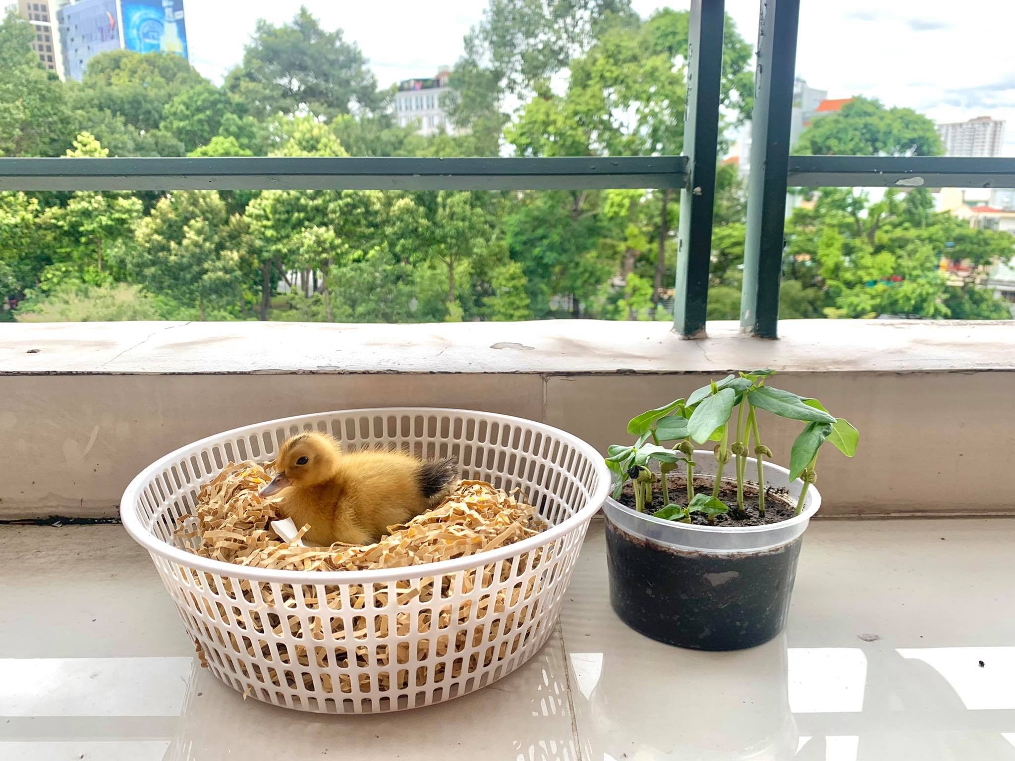 ap trung nuoi vit khi o nha gian cach anh 4