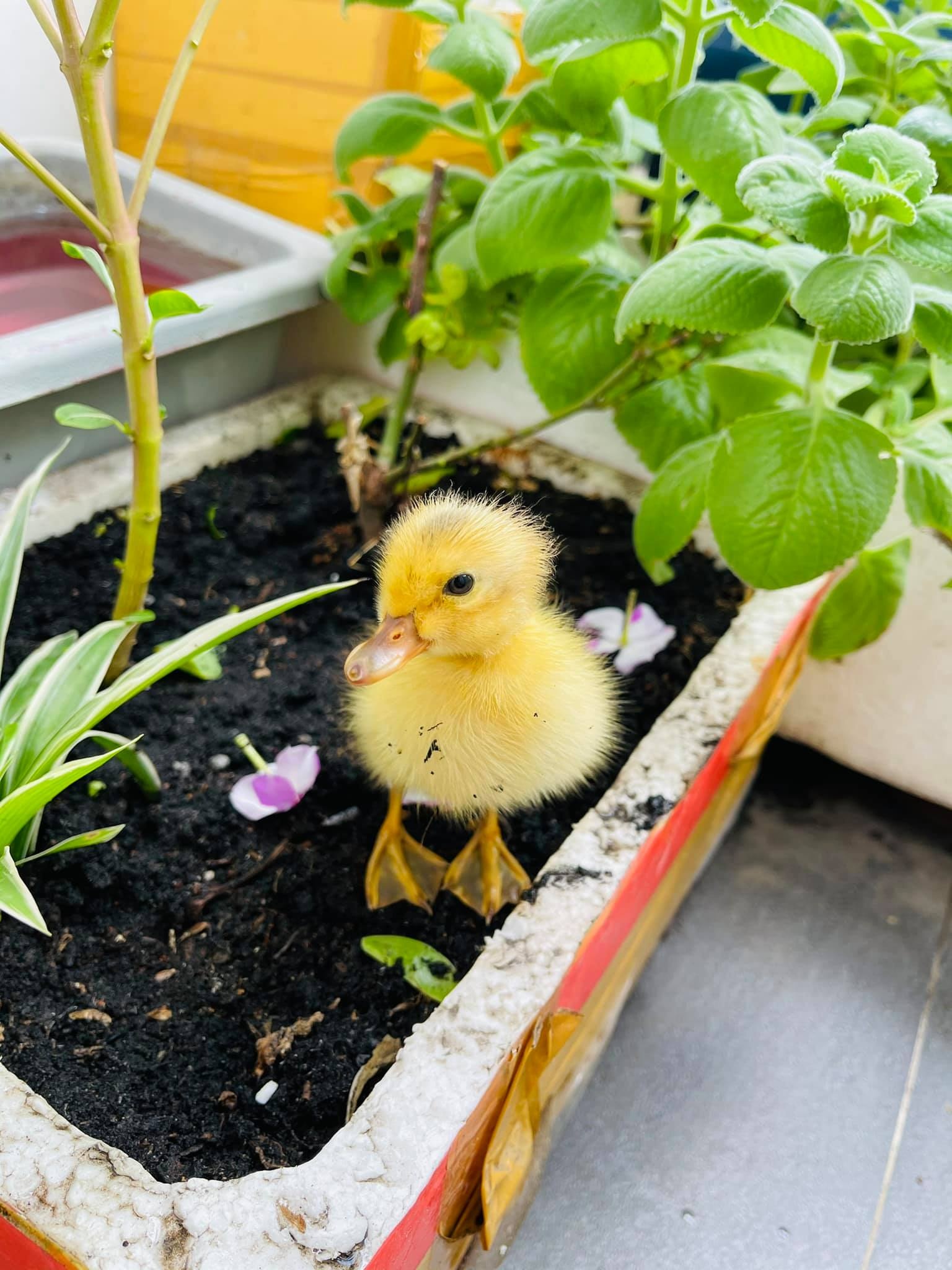 ấp trứng nuôi vịt khi ở nhà giãn cách ảnh 7 ap trung nuoi vit khi o nha gian cach anh 7