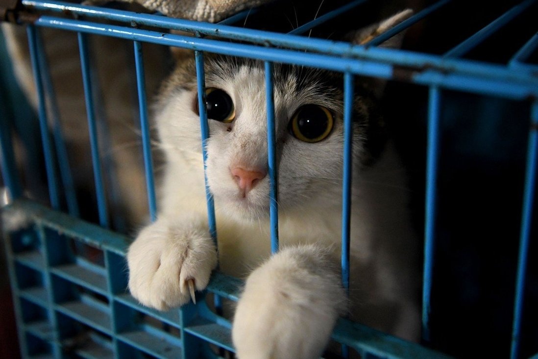 tieu huy cho meo cua benh nhan Covid-19 anh 3