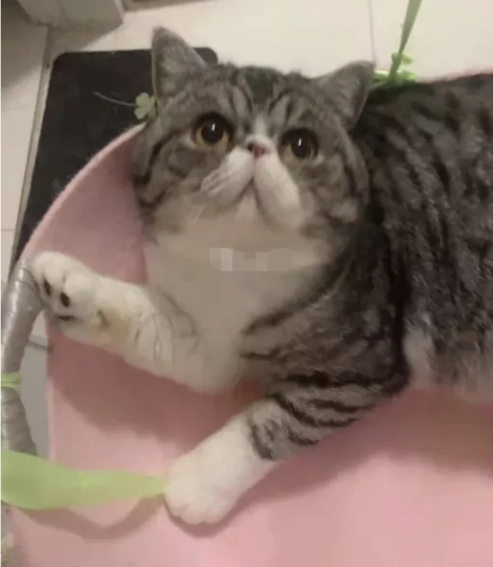 tieu huy cho meo cua benh nhan Covid-19 anh 2