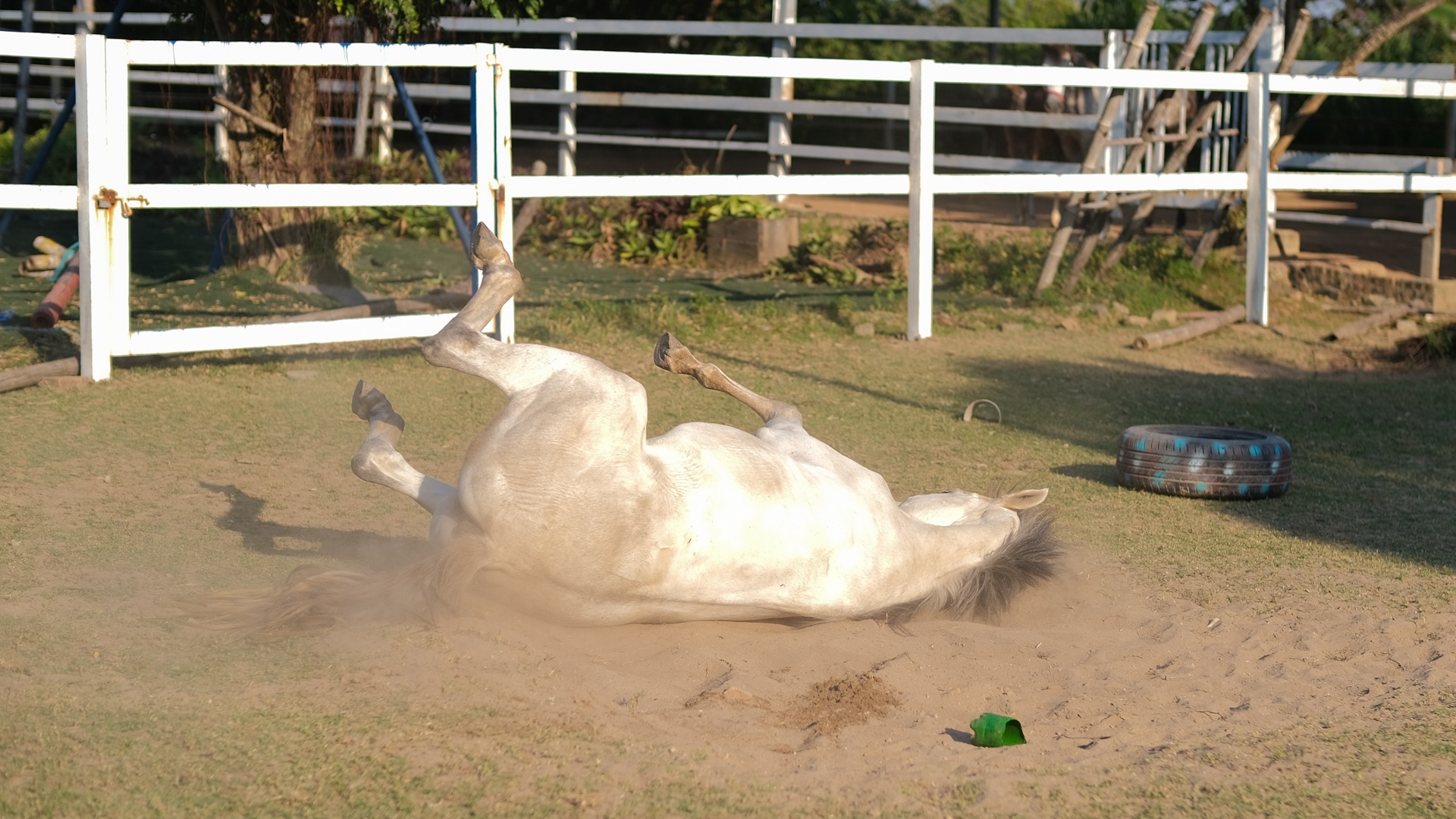 huấn luyện viên dạy cưỡi ngựa ảnh 37 huan luyen vien day cuoi ngua anh 37