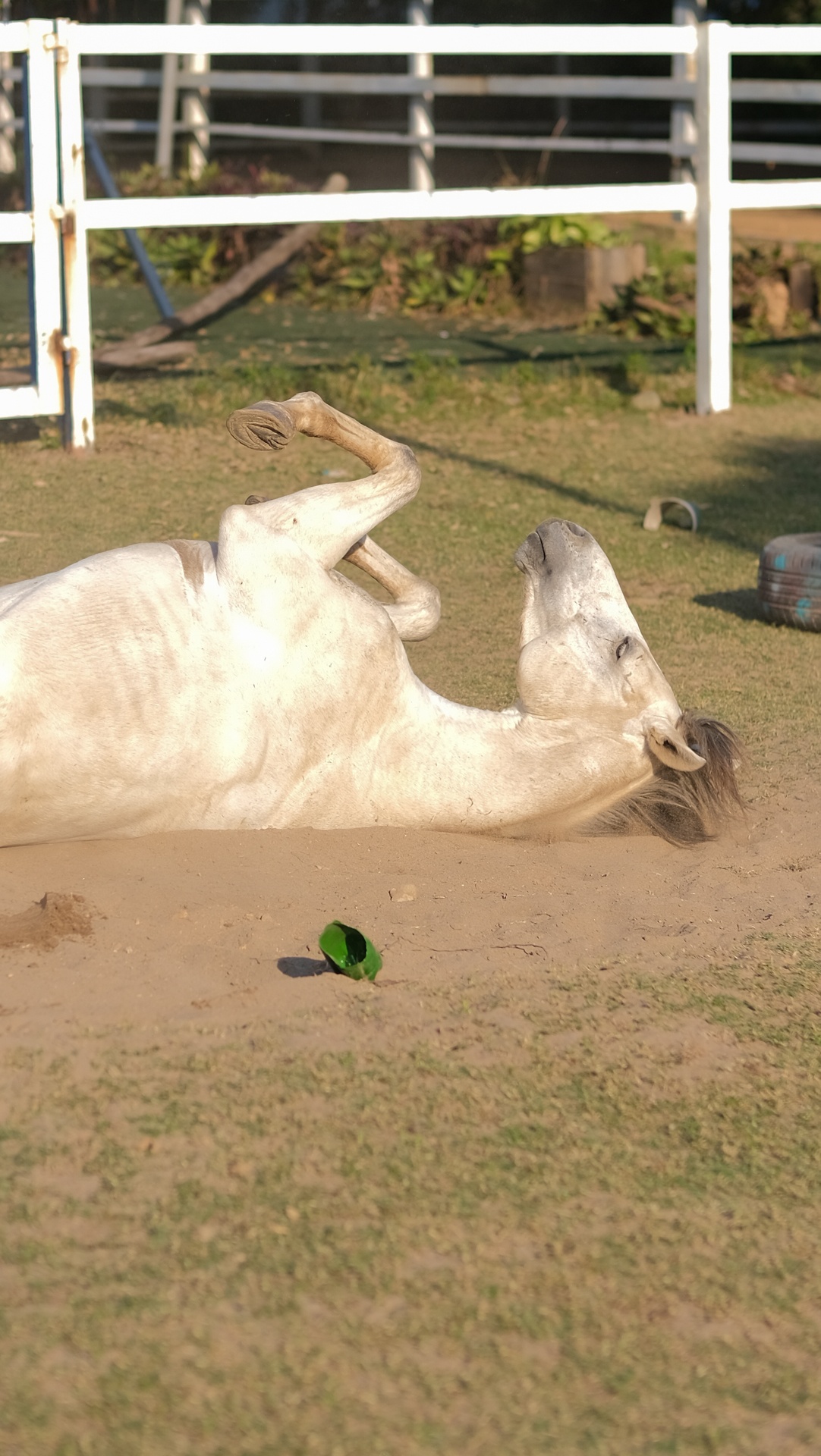 huấn luyện viên dạy cưỡi ngựa ảnh 38 huan luyen vien day cuoi ngua anh 38