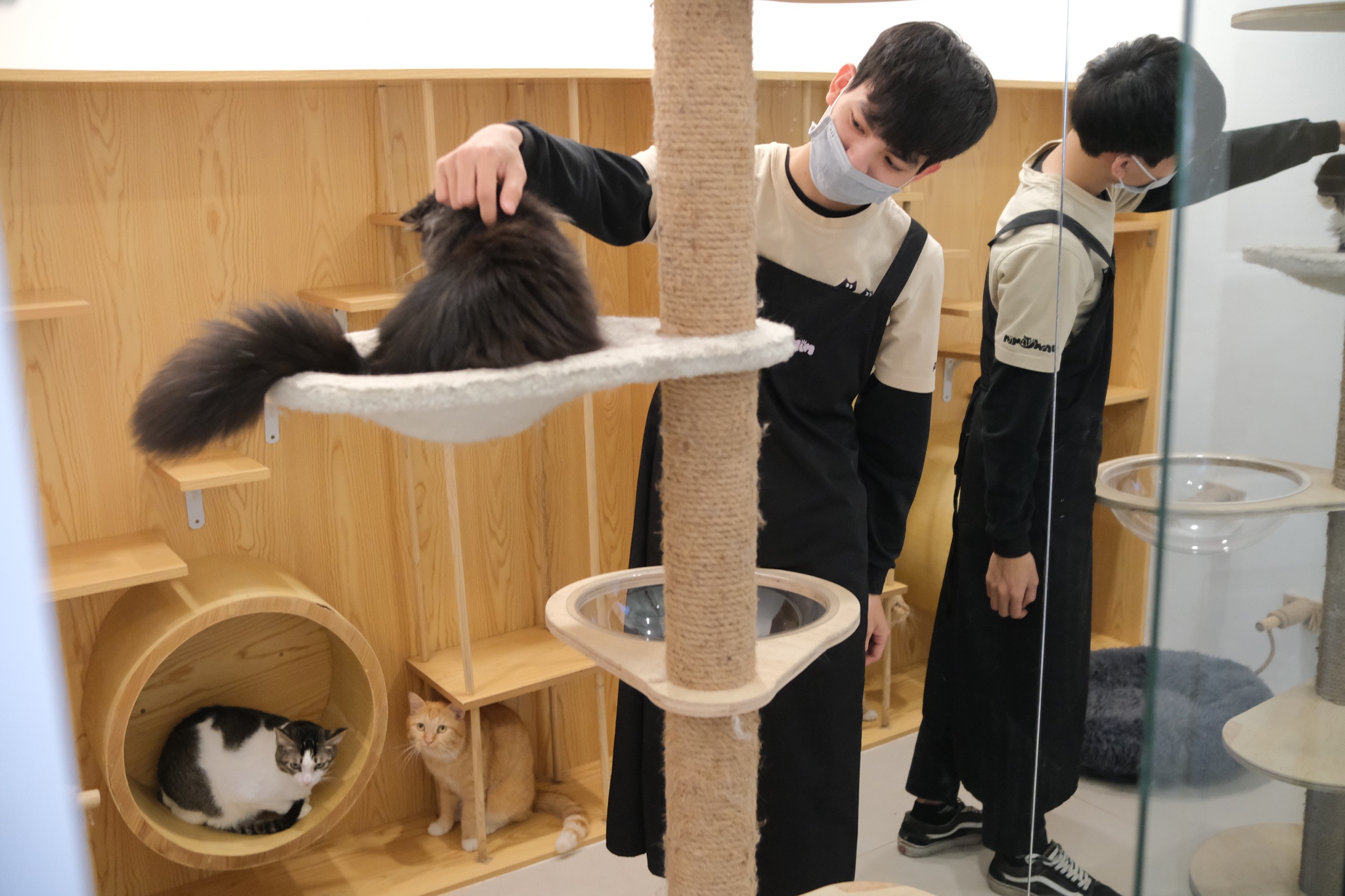 spa thu cung kin lich truoc Tet anh 10