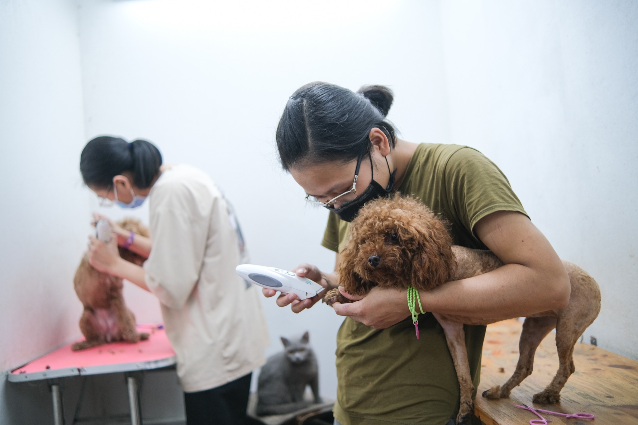 spa thu cung kin lich truoc Tet anh 1