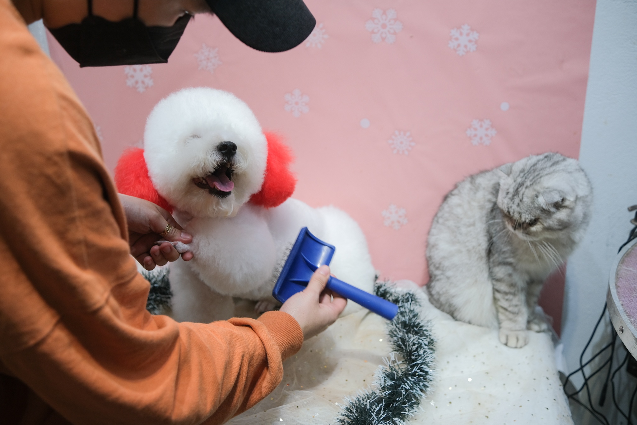 spa thu cung kin lich truoc Tet anh 5