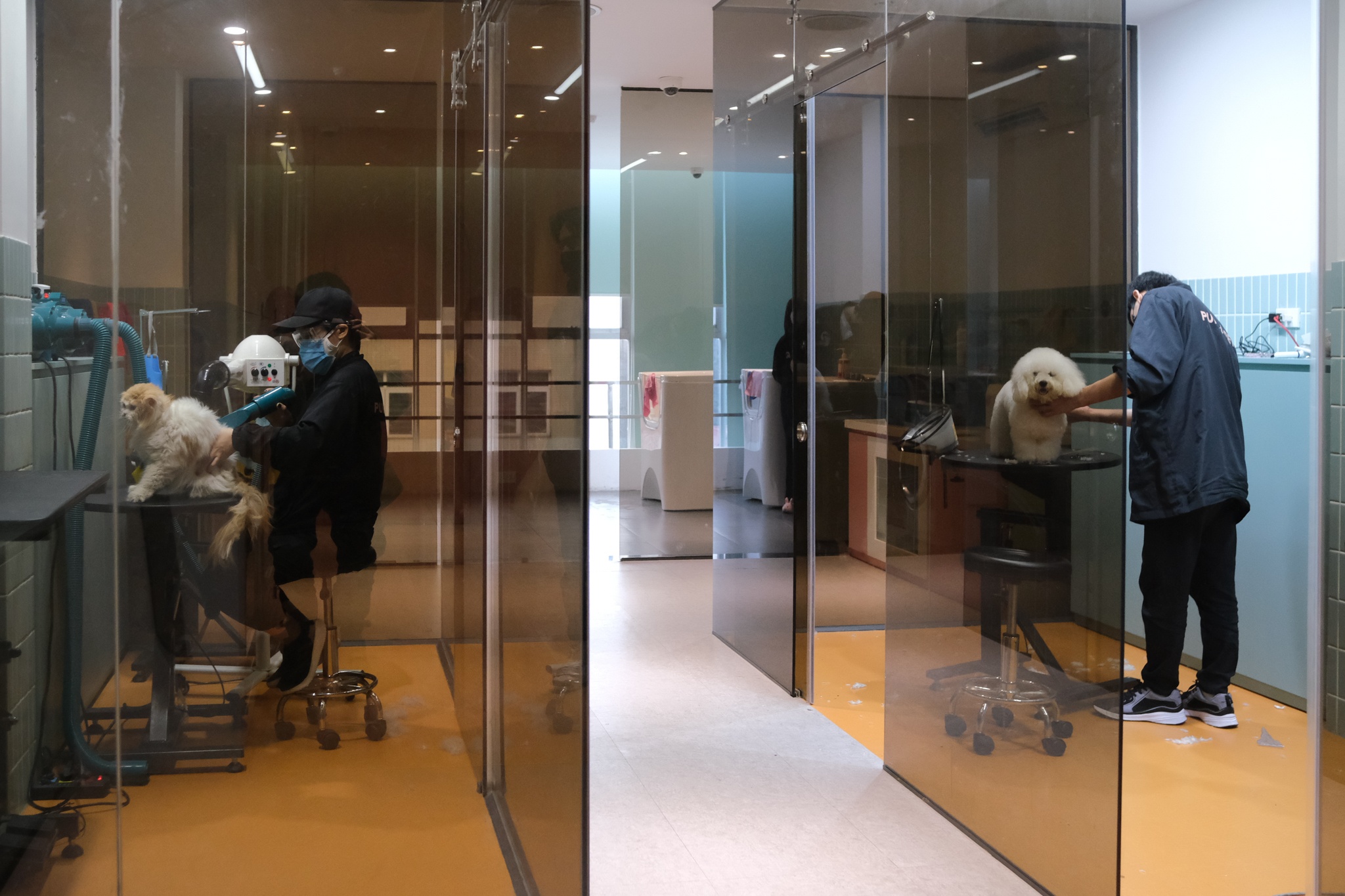 spa thu cung kin lich truoc Tet anh 7