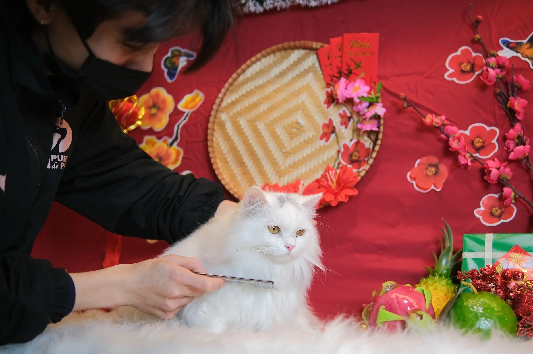 Chi bon tien cho thu cung di spa truoc Tet hinh anh