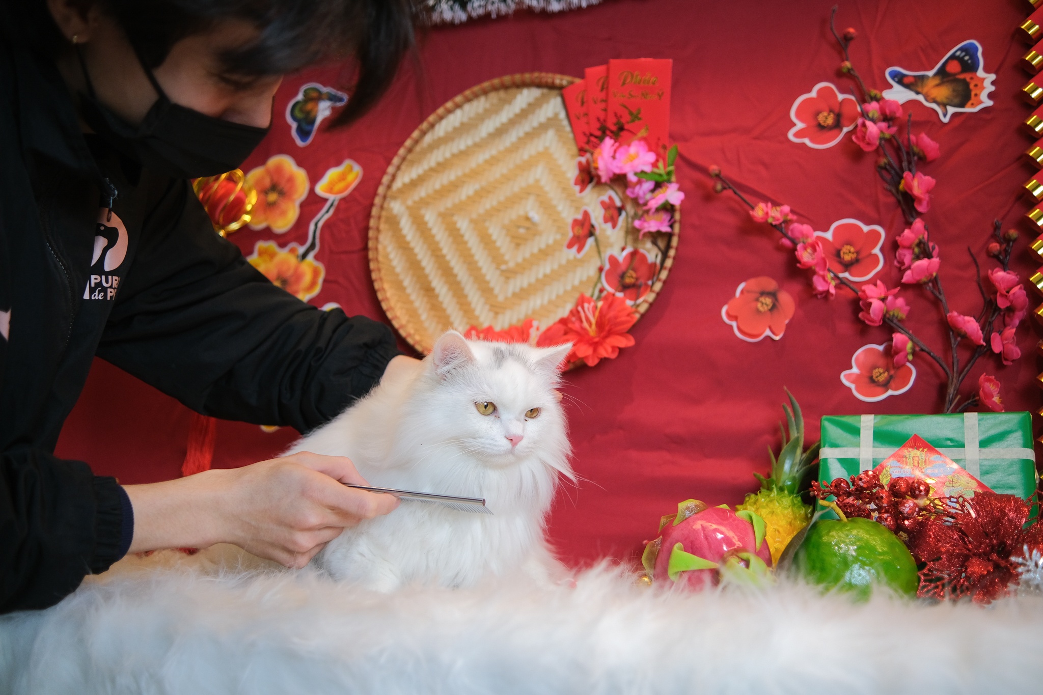 spa thu cung kin lich truoc Tet anh 8