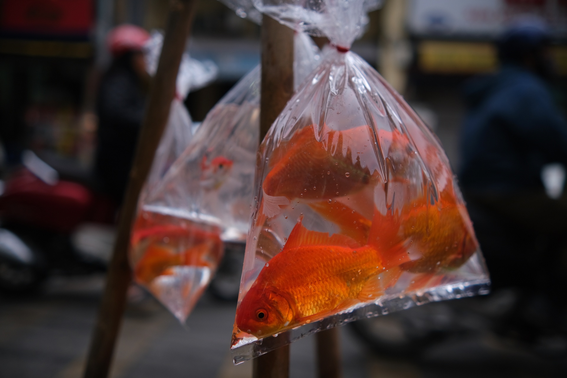 Tha ca tram con ca tien ong Tao ve troi hinh anh