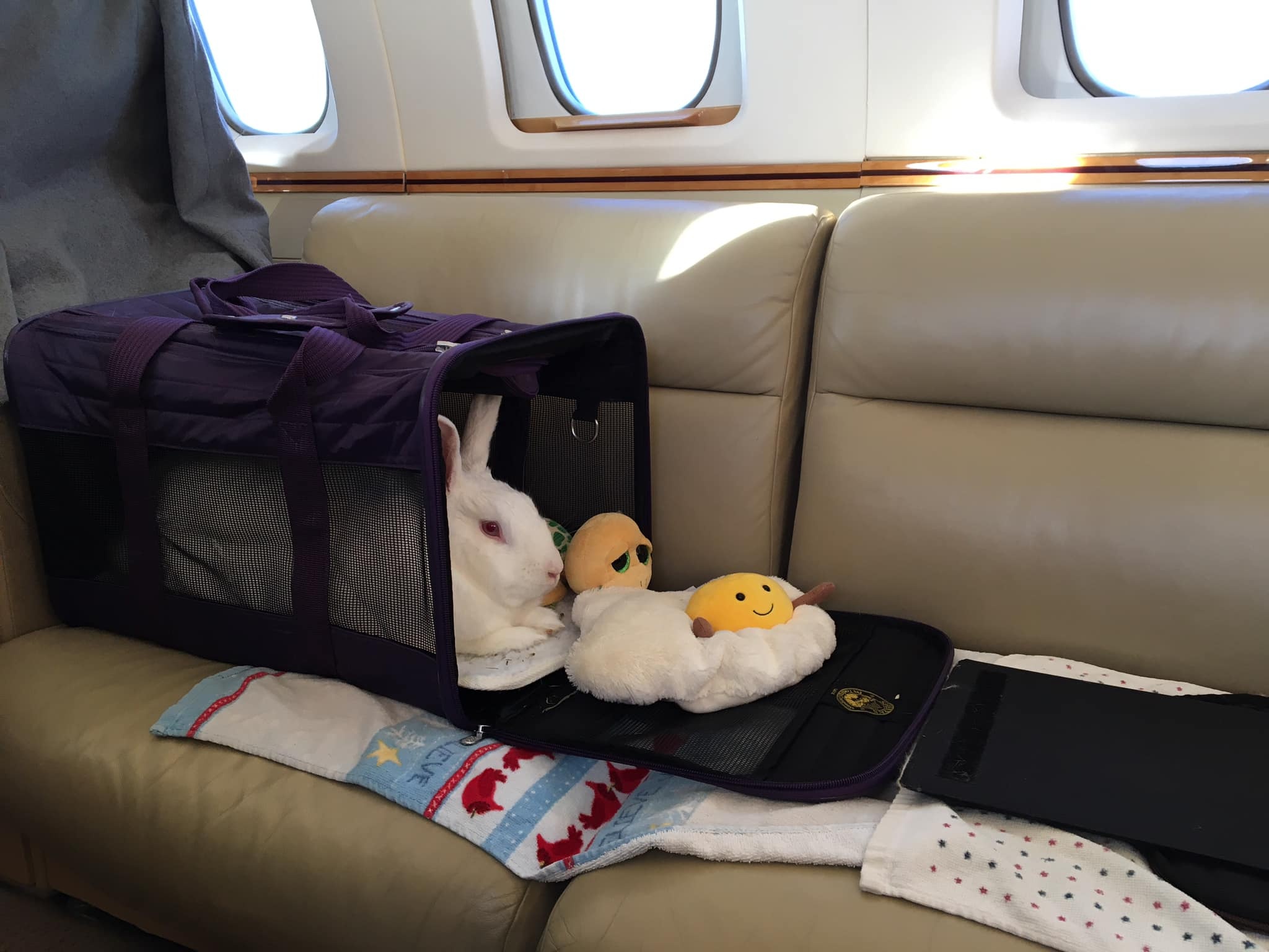 thue chuyen co cho thu cung roi Hong Kong anh 3