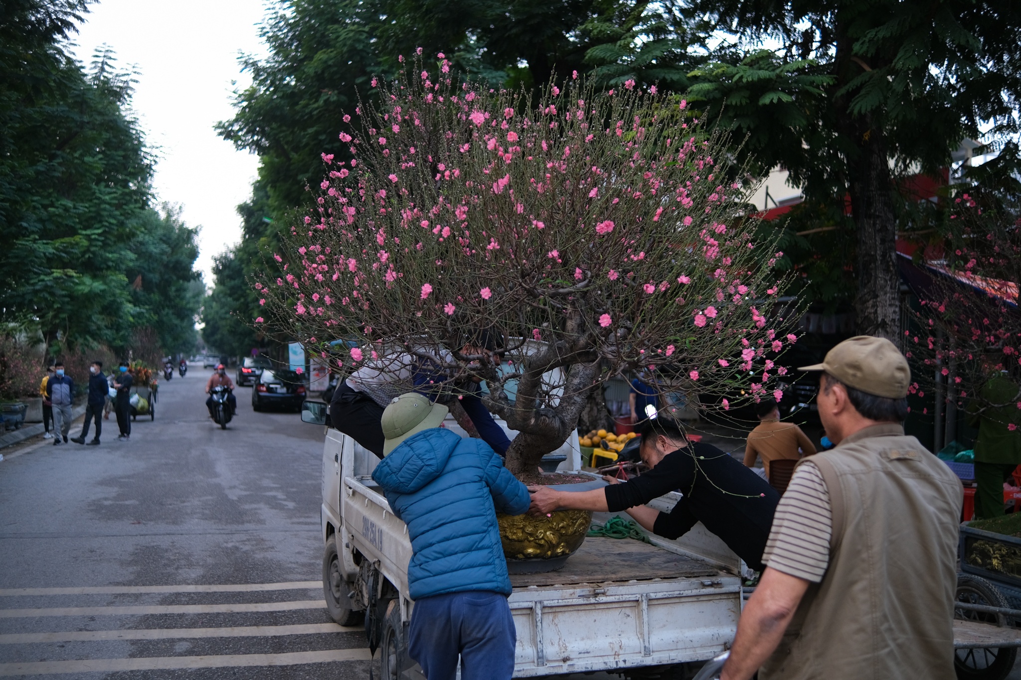 cái khó của tiểu thương bán cây cảnh Tết ảnh 2 cai kho cua tieu thuong ban cay canh Tet anh 2