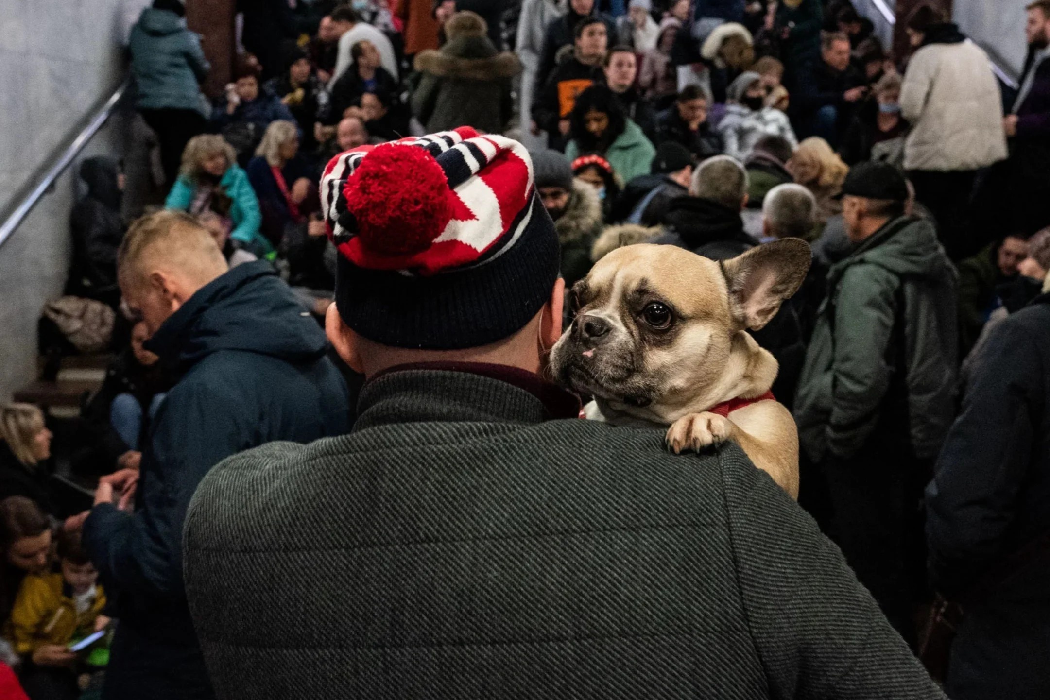 Dan Ukraine dem cho, meo cung di di tan hinh anh