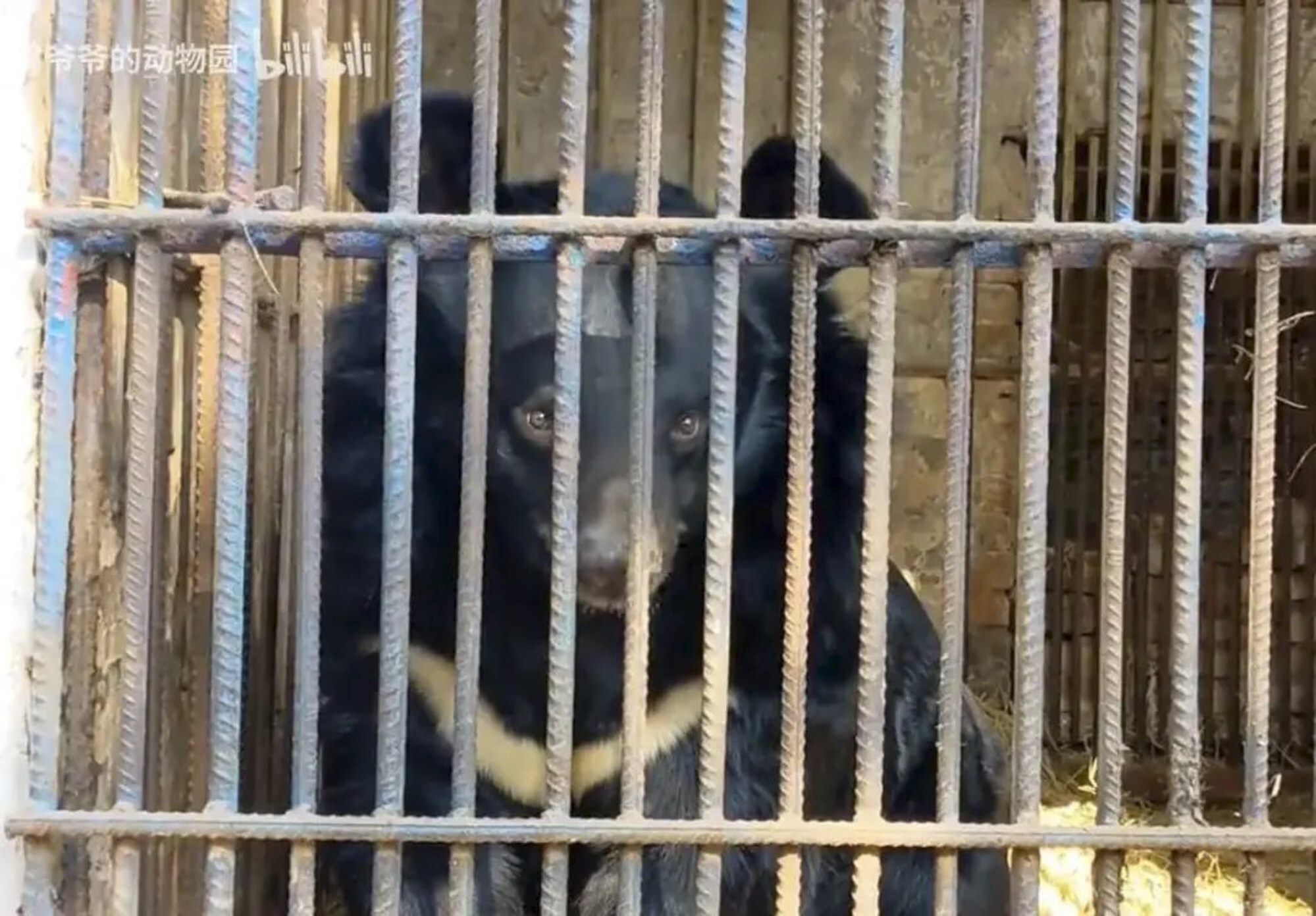 vuon thu co quanh nhat the gioi anh 2