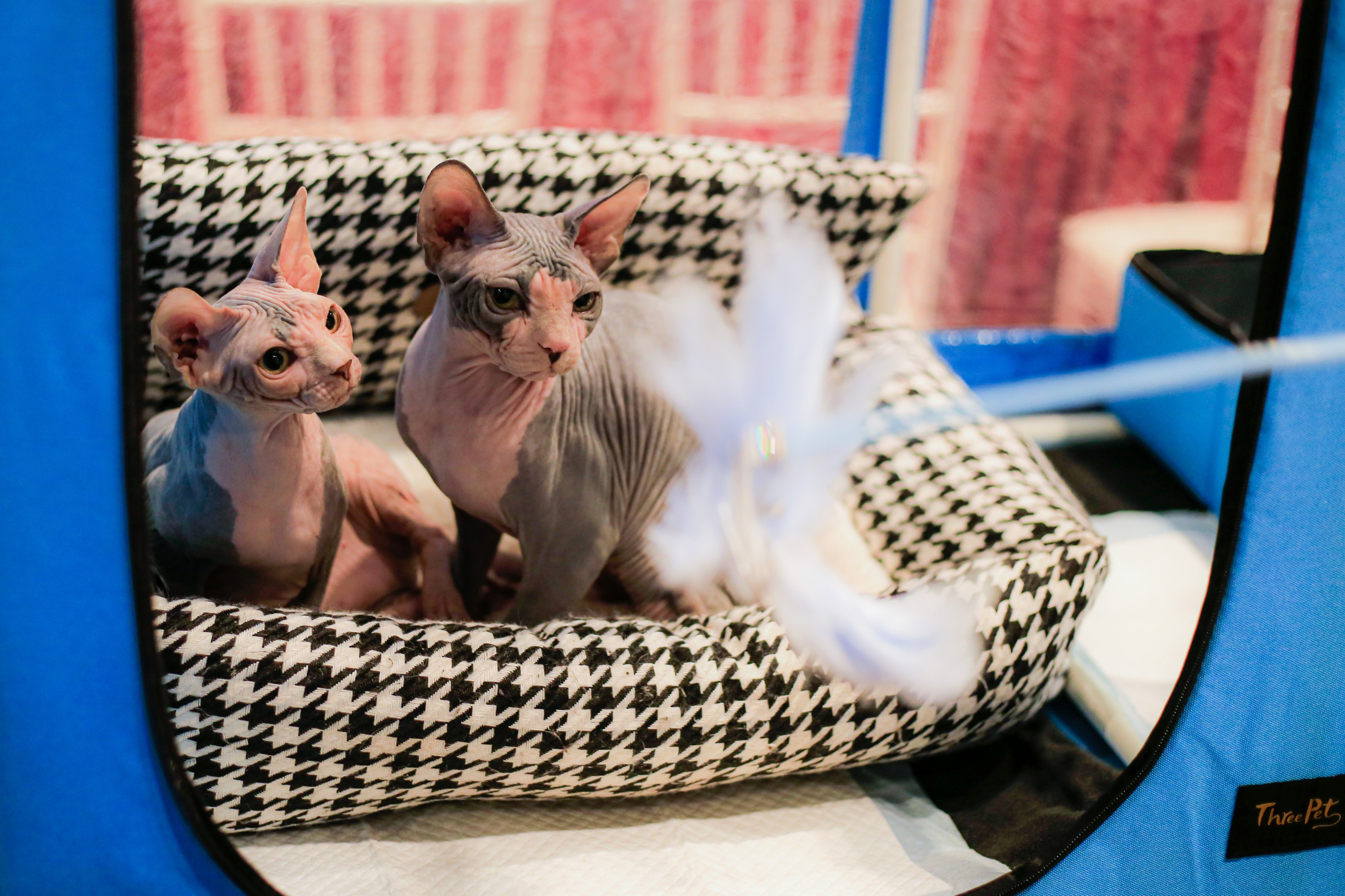 dua meo tri gia 200 trieu dong tham gia 'thi hoa hau' anh 8