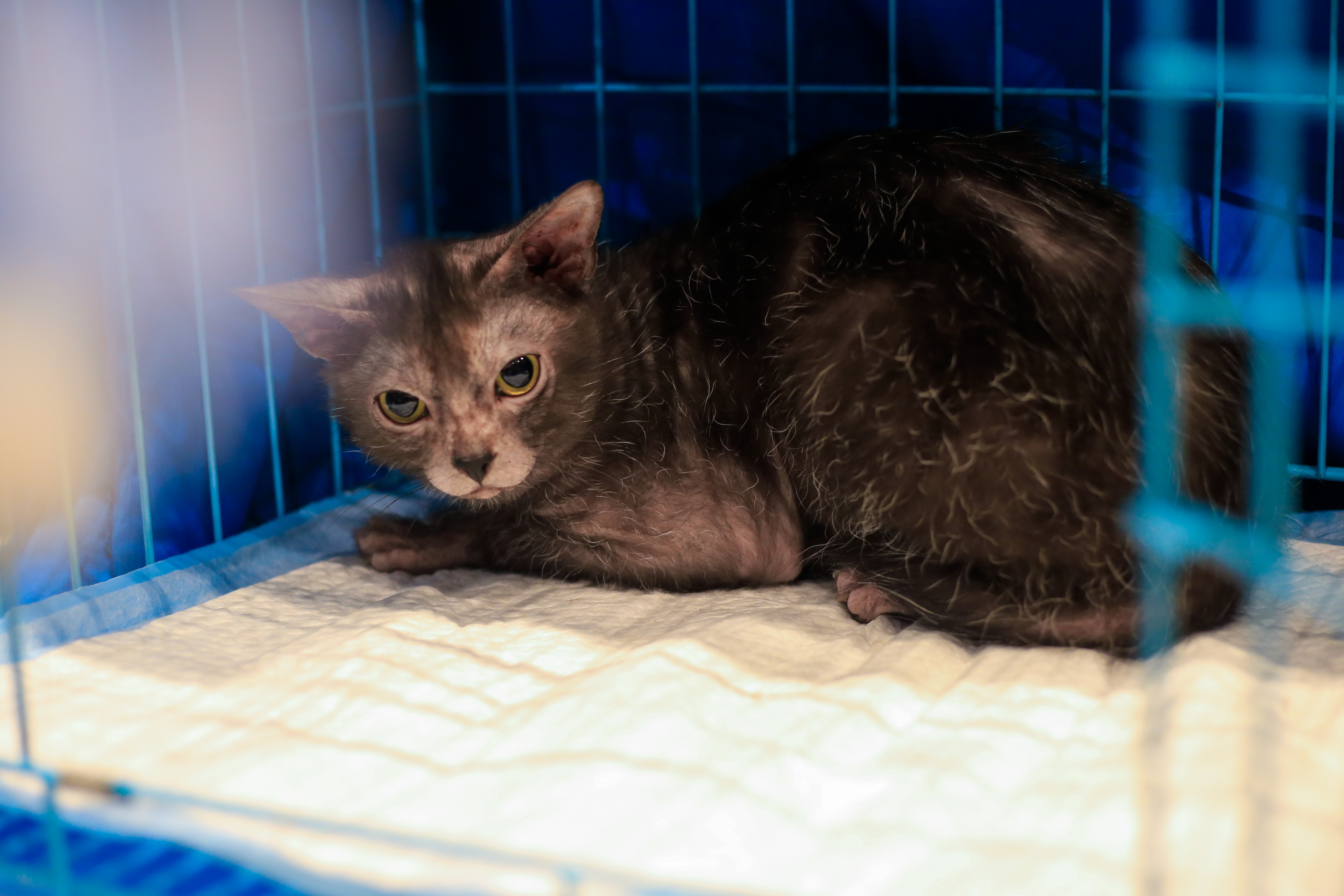 dua meo tri gia 200 trieu dong tham gia 'thi hoa hau' anh 7