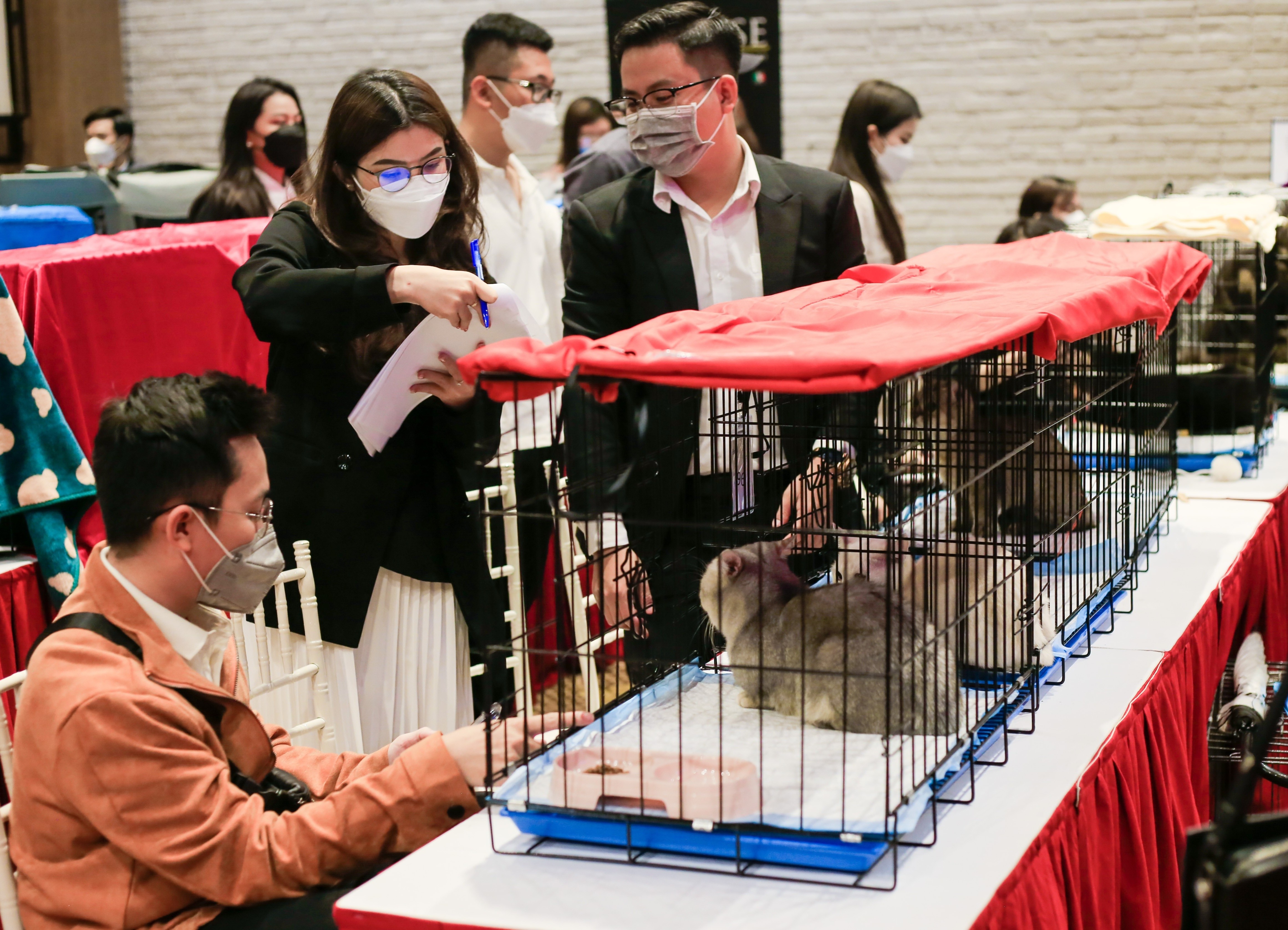 dua meo tri gia 200 trieu dong tham gia 'thi hoa hau' anh 2