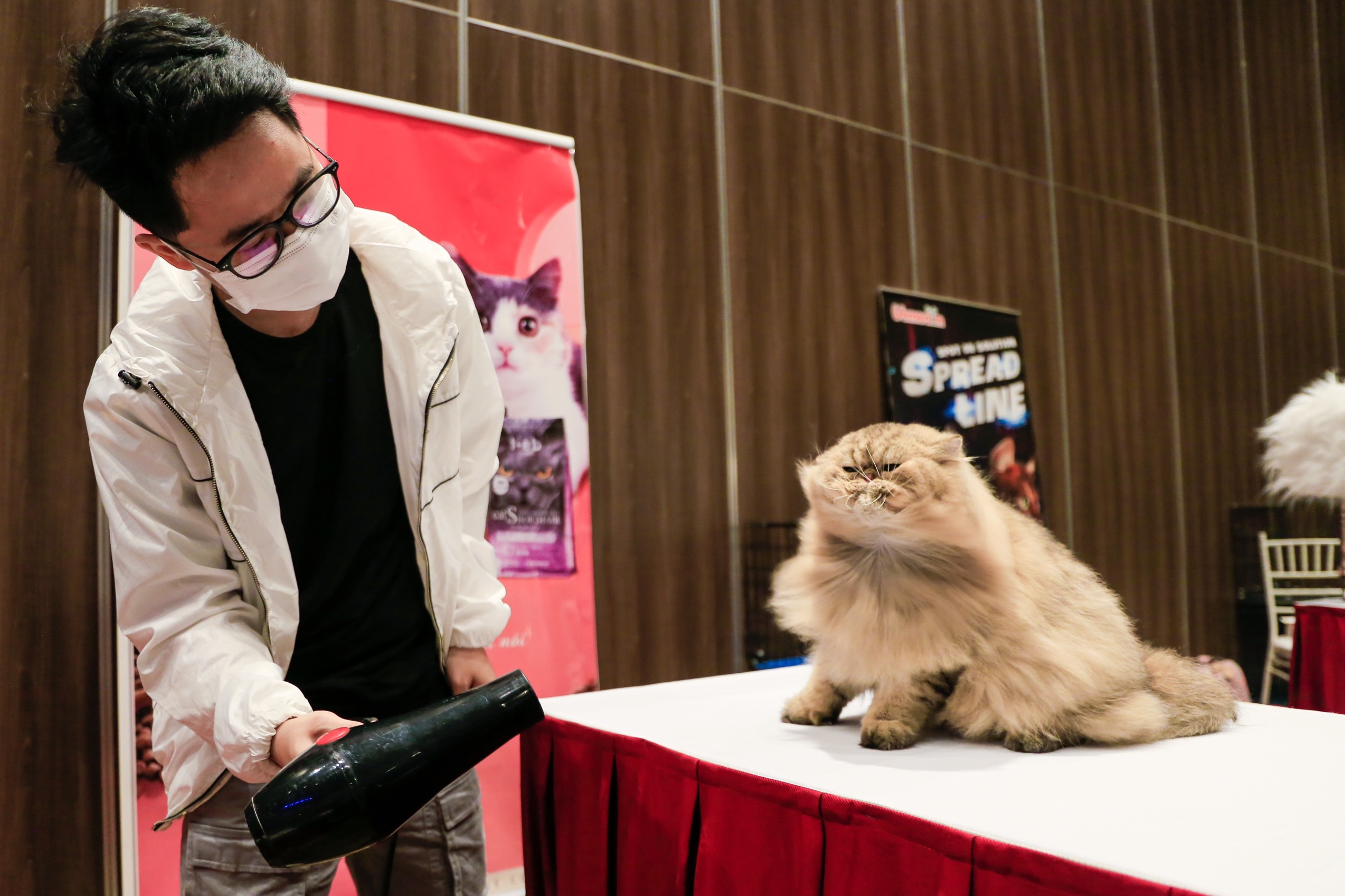 dua meo tri gia 200 trieu dong tham gia 'thi hoa hau' anh 11