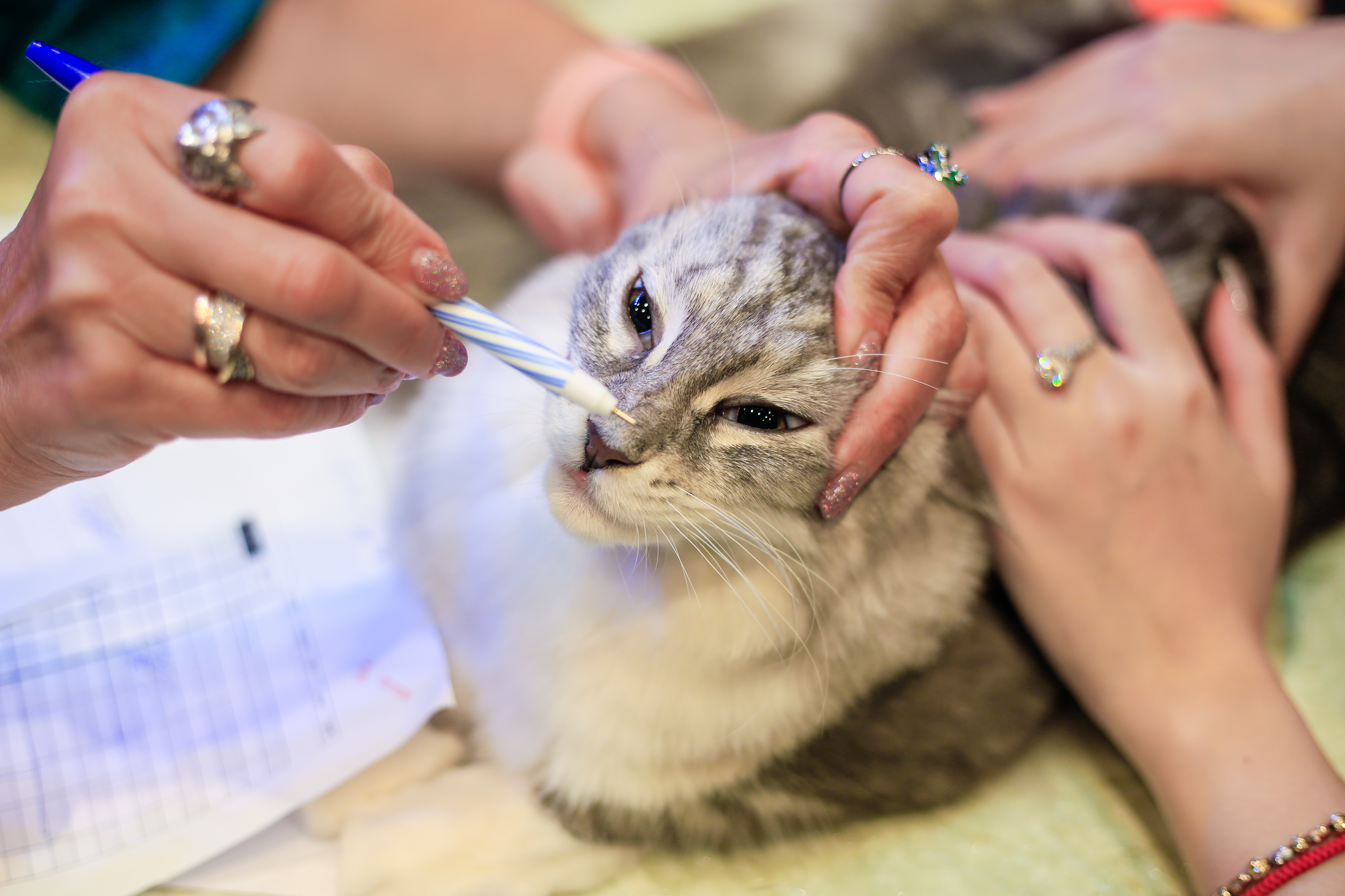 dua meo tri gia 200 trieu dong tham gia 'thi hoa hau' anh 14