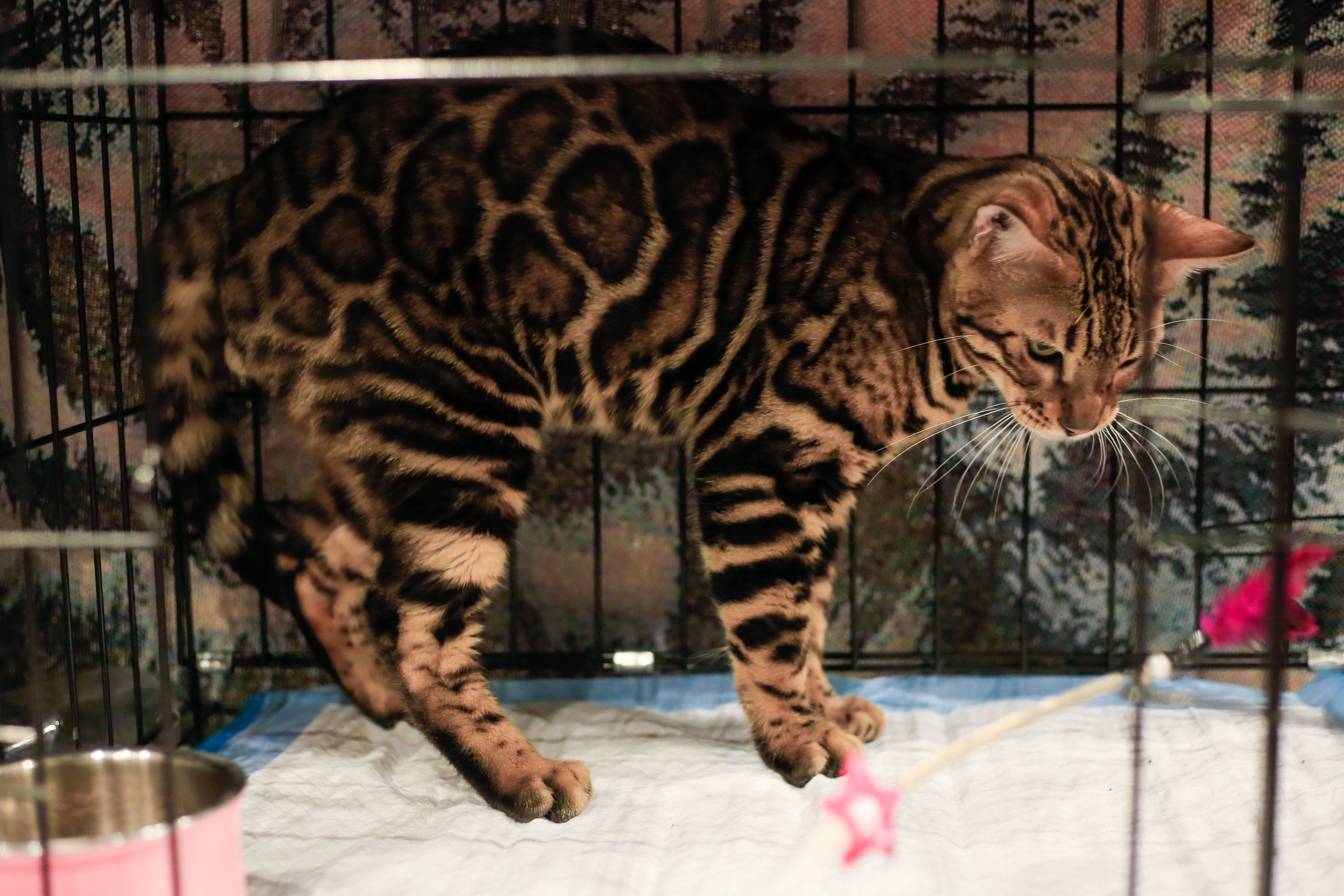 dua meo tri gia 200 trieu dong tham gia 'thi hoa hau' anh 6