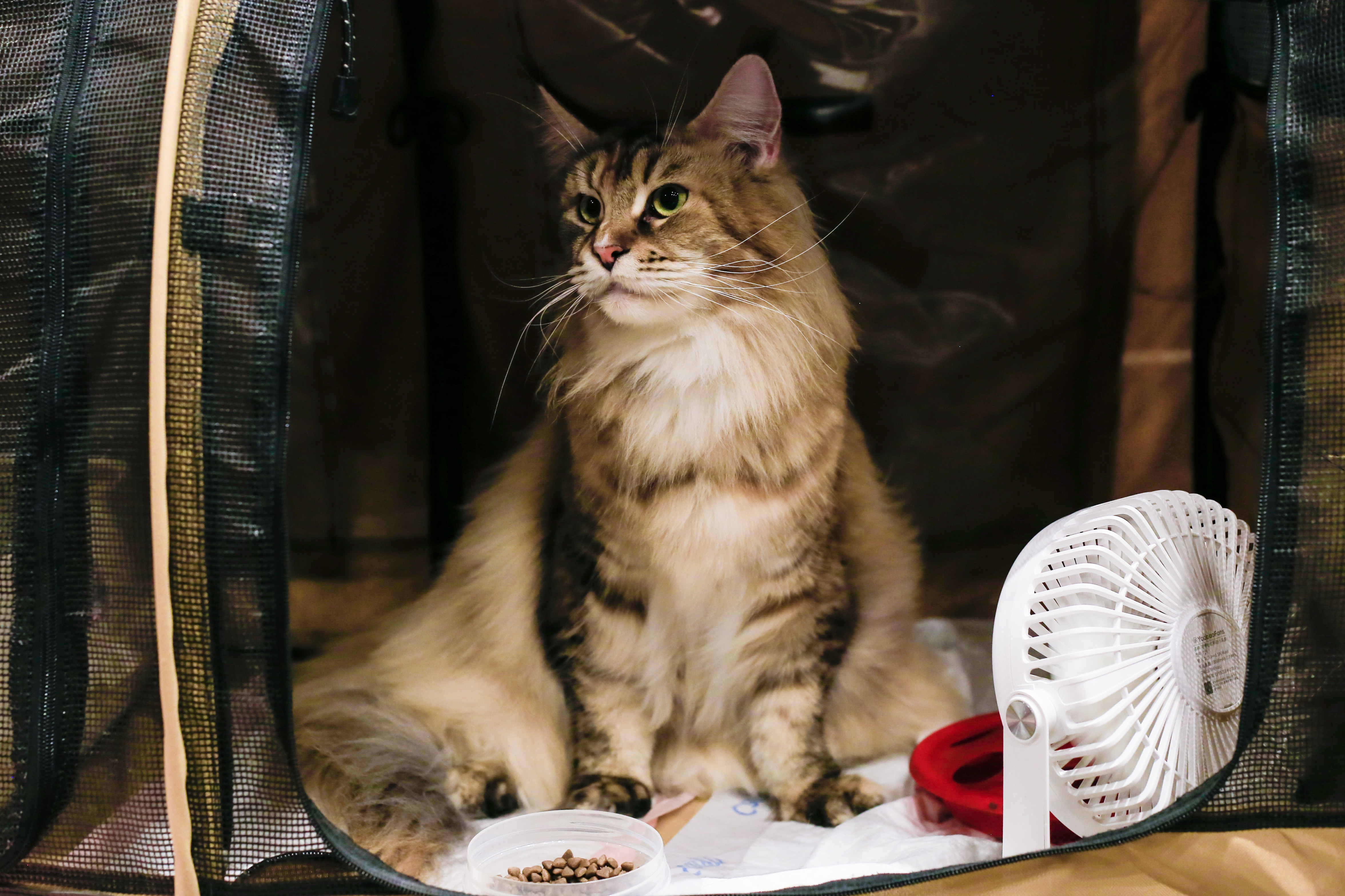 dua meo tri gia 200 trieu dong tham gia 'thi hoa hau' anh 3