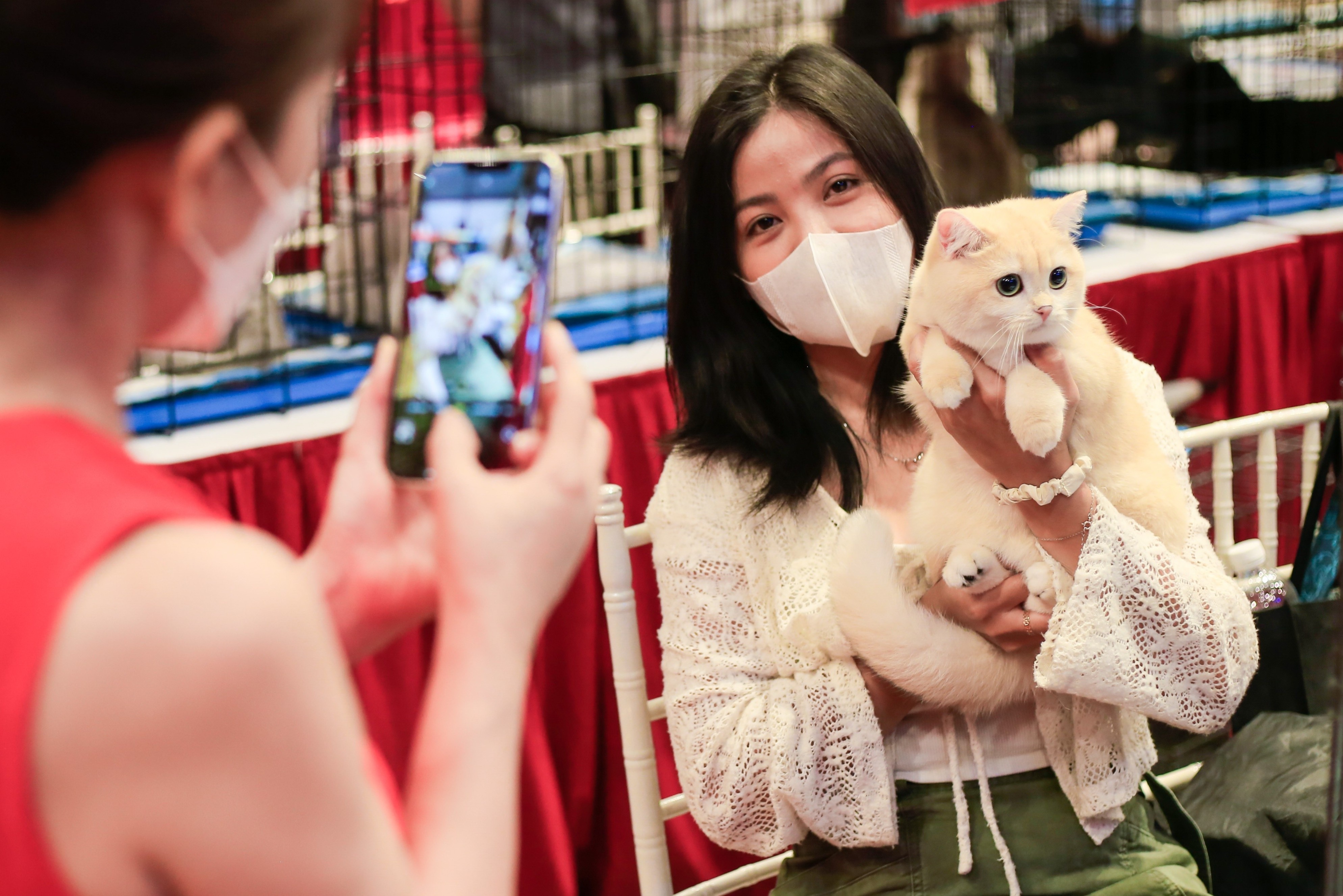 Meo tri gia 200 trieu dong 'thi hoa hau' hinh anh