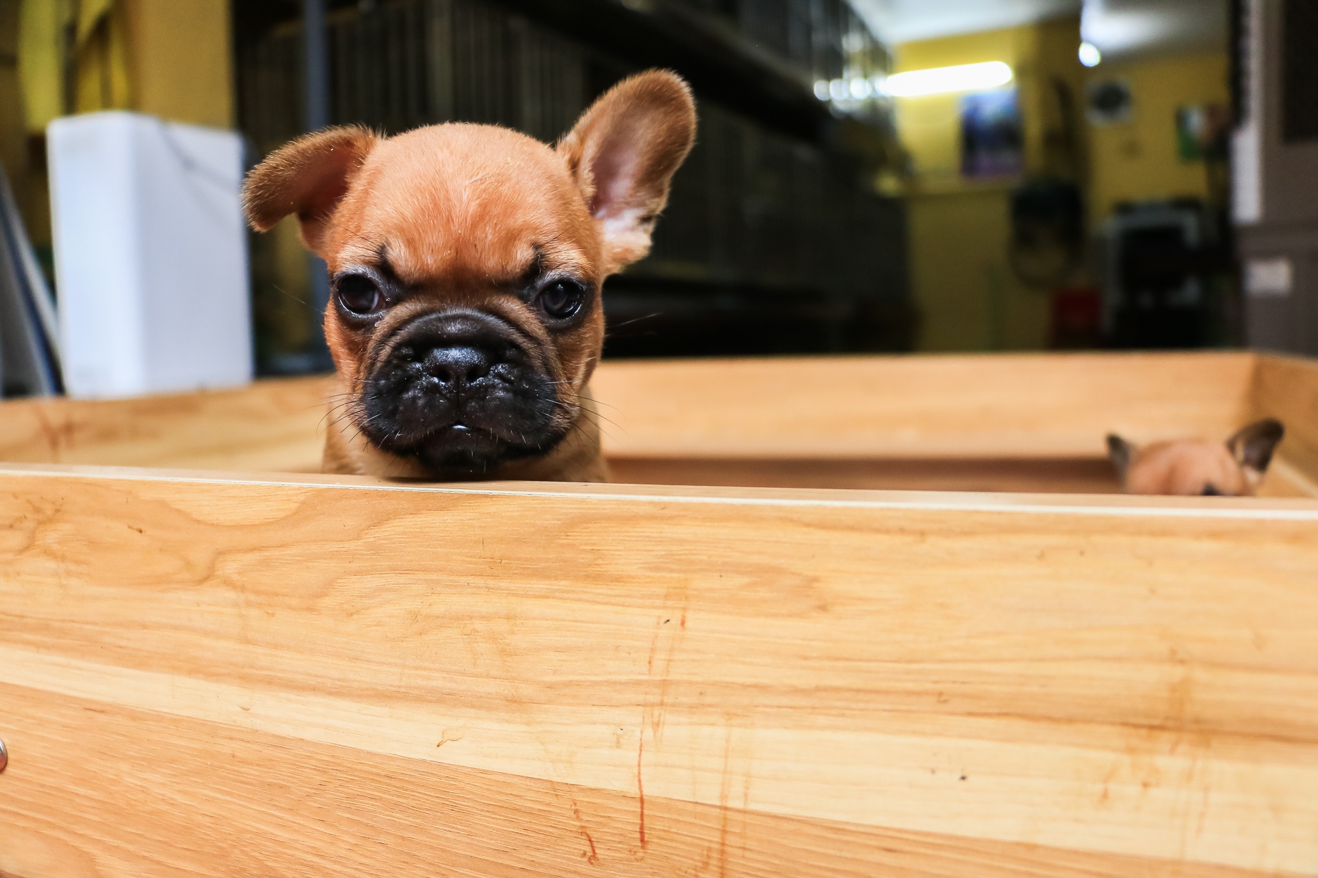 thu tien ty tu nghe nhan giong cho thuan chung anh 3