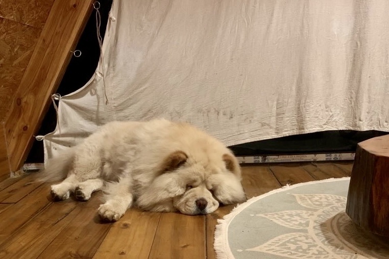 dua thu cung di du lich anh 6