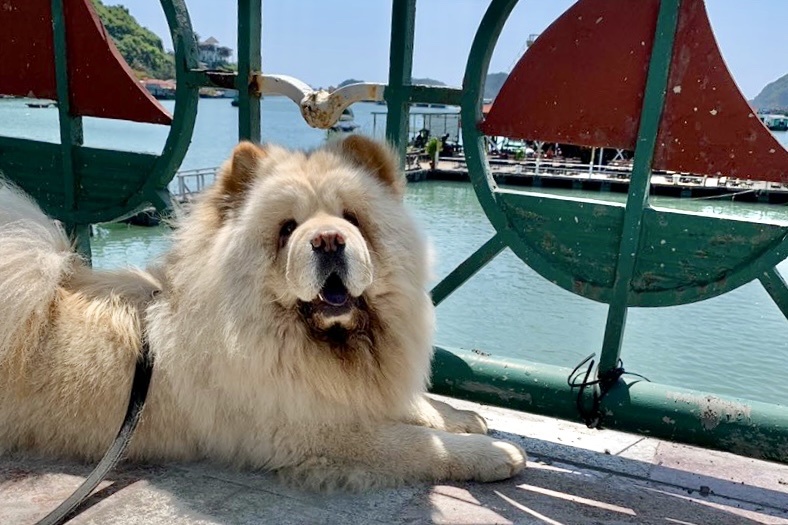 dua thu cung di du lich anh 5