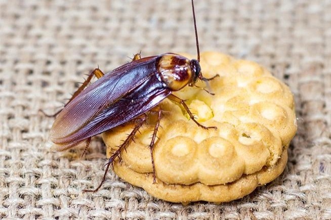 Cong ty My tra 2.000 USD de tha 100 con gian vao nha hinh anh