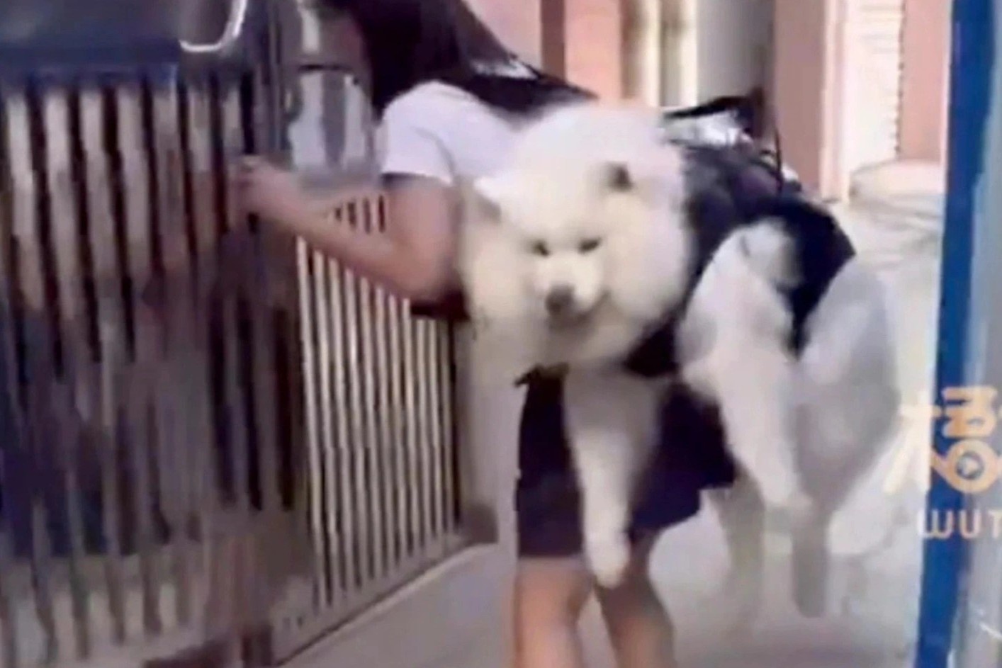 Co gai Trung Quoc cong cho cung leo thang bo moi ngay hinh anh