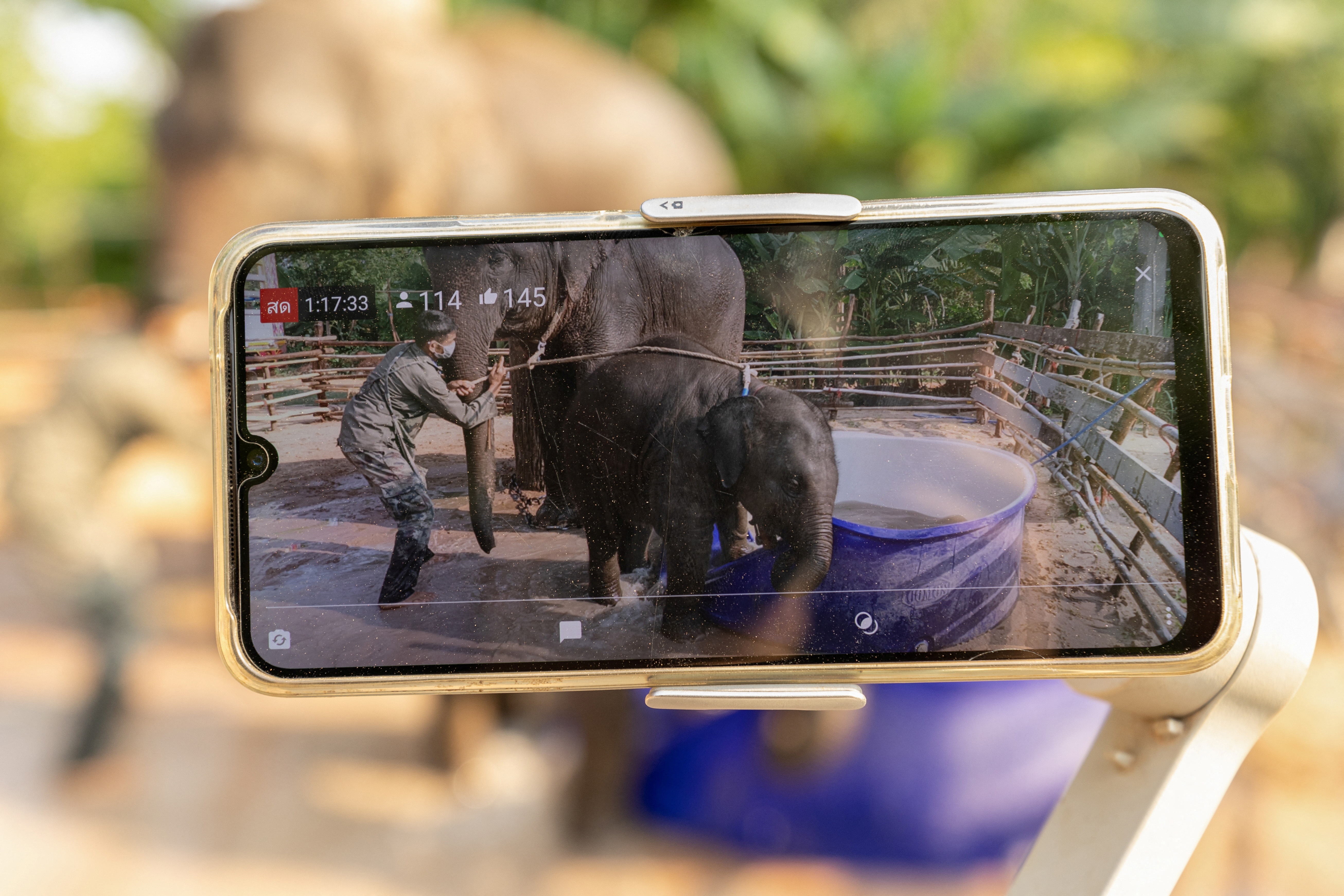 voi Thái Lan ảnh 1 voi Thai Lan anh 1