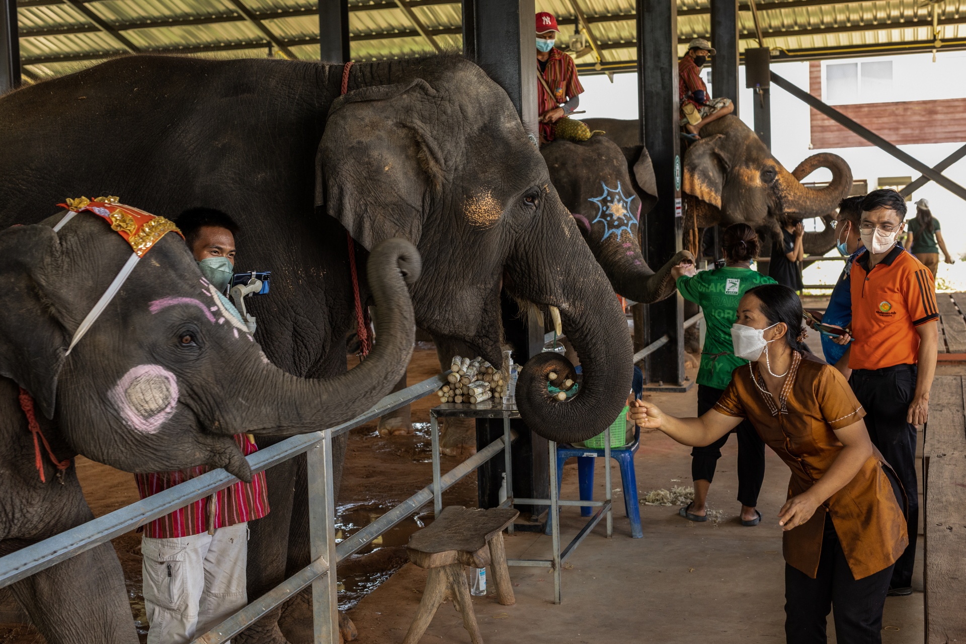 voi Thái Lan ảnh 4 voi Thai Lan anh 4