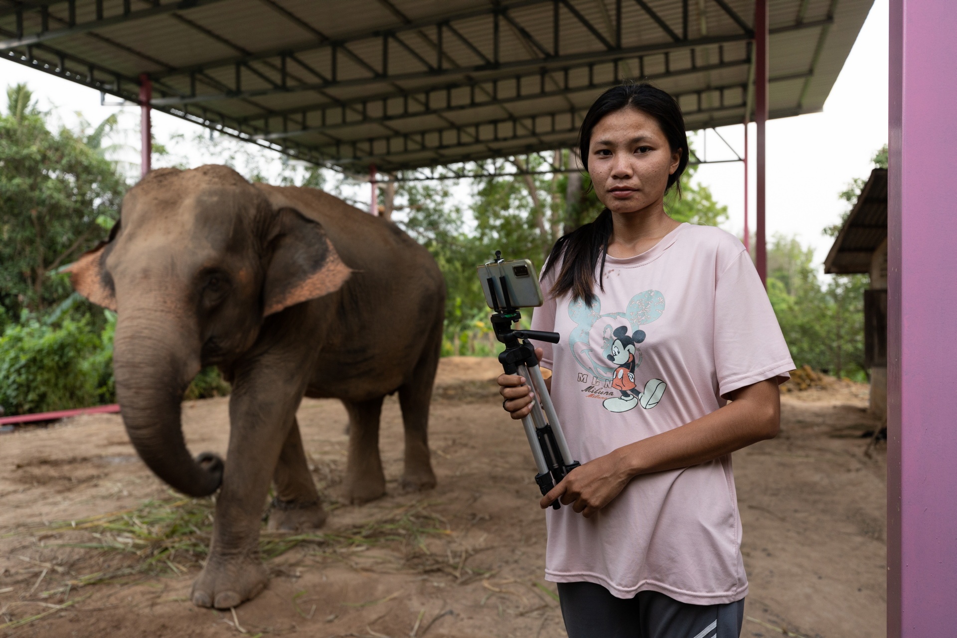 voi Thái Lan ảnh 2 voi Thai Lan anh 2