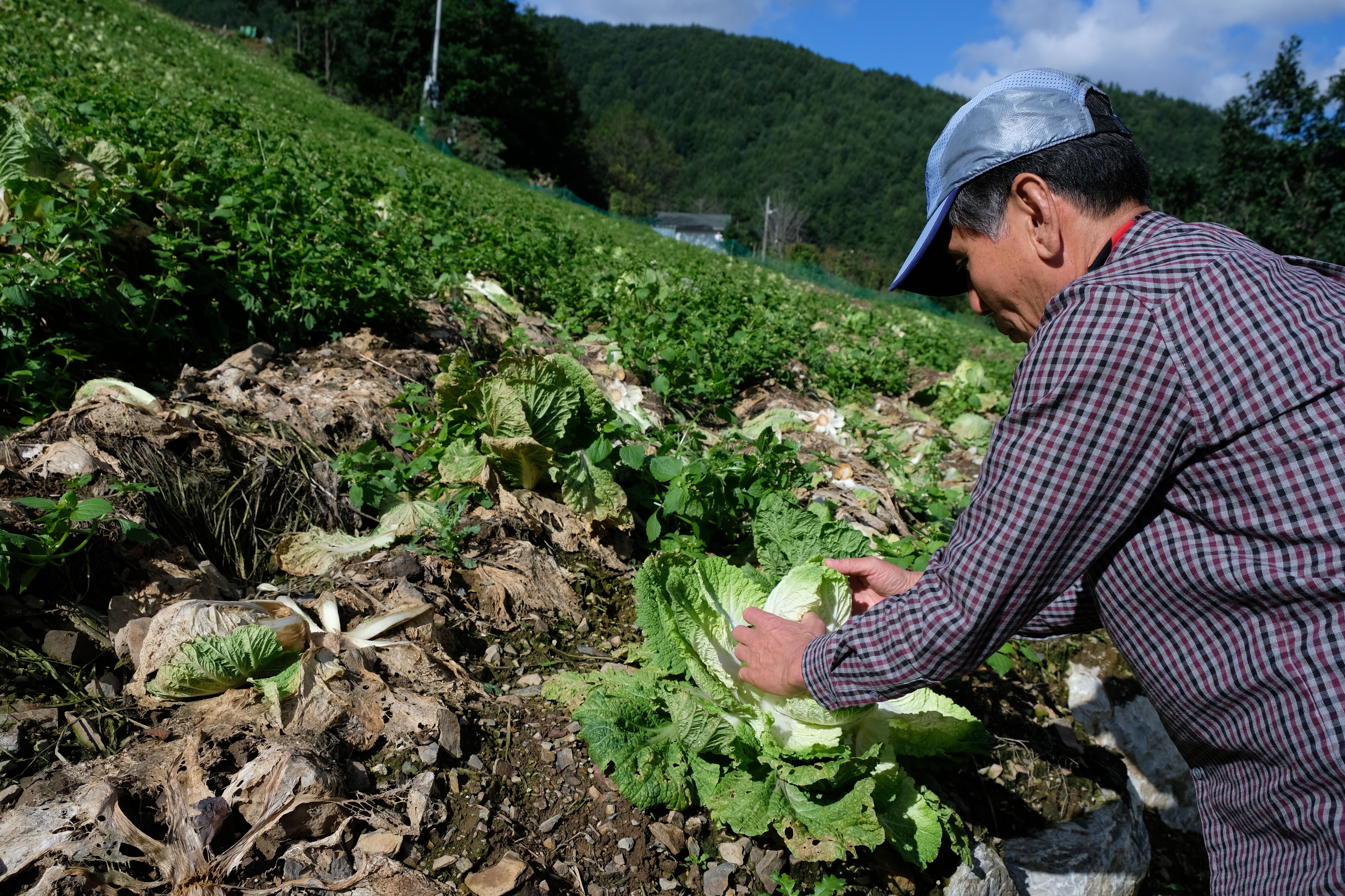 khung hoang kim chi anh 1