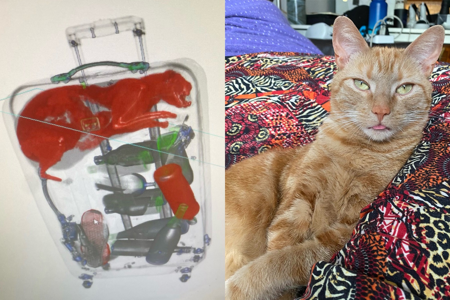 Phat hien con meo trong vali ky gui o san bay My hinh anh