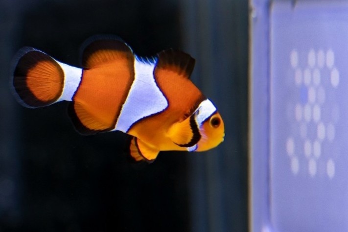 Ca canh tu nap tien, choi game o Nhat Ban hinh anh