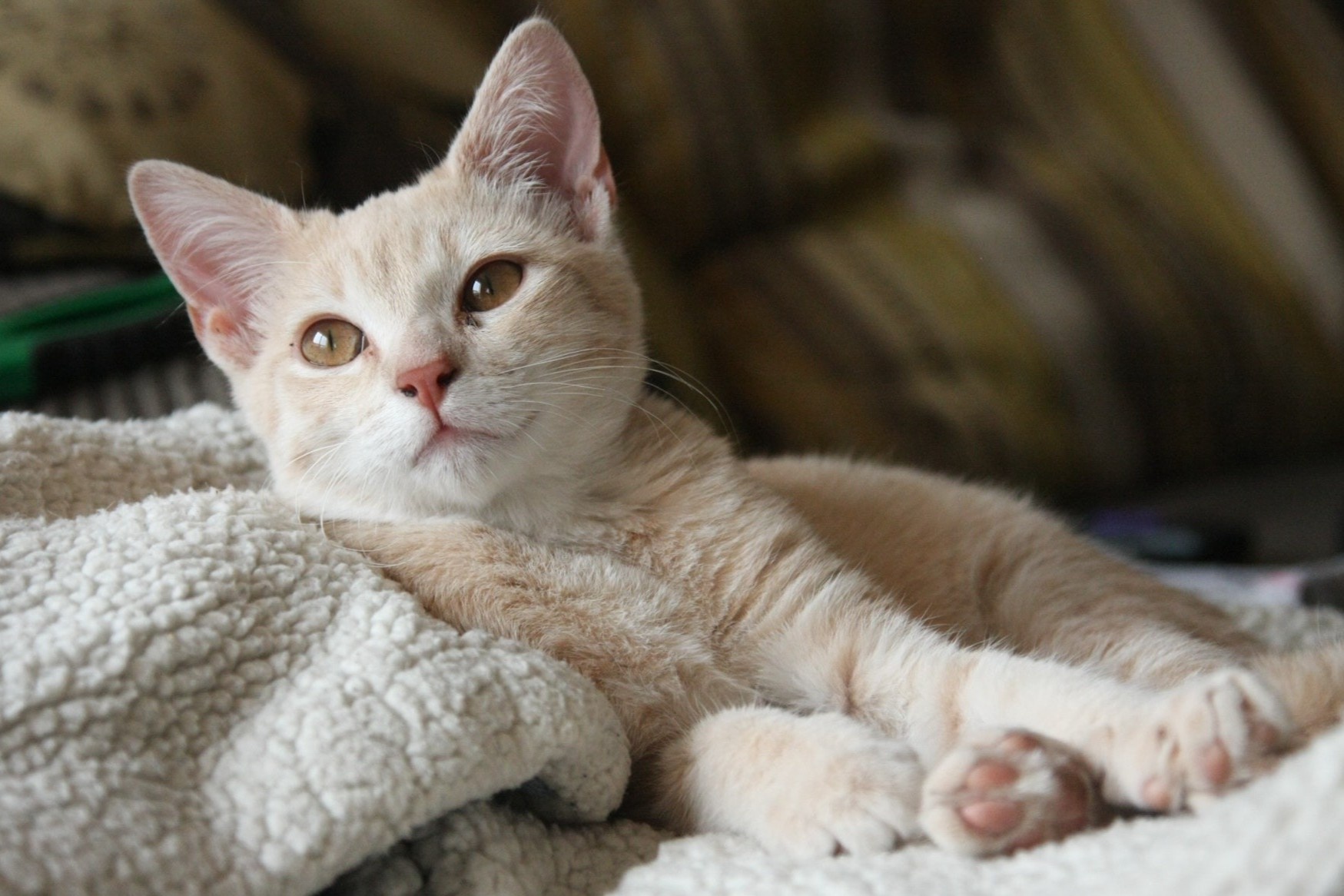 Bi lua hon 770.000 USD vi mot con meo hinh anh