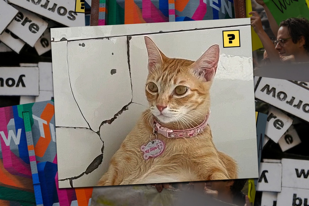 Chu meo My Dieu 'bay hay' bat ngo duoc yeu thich hinh anh